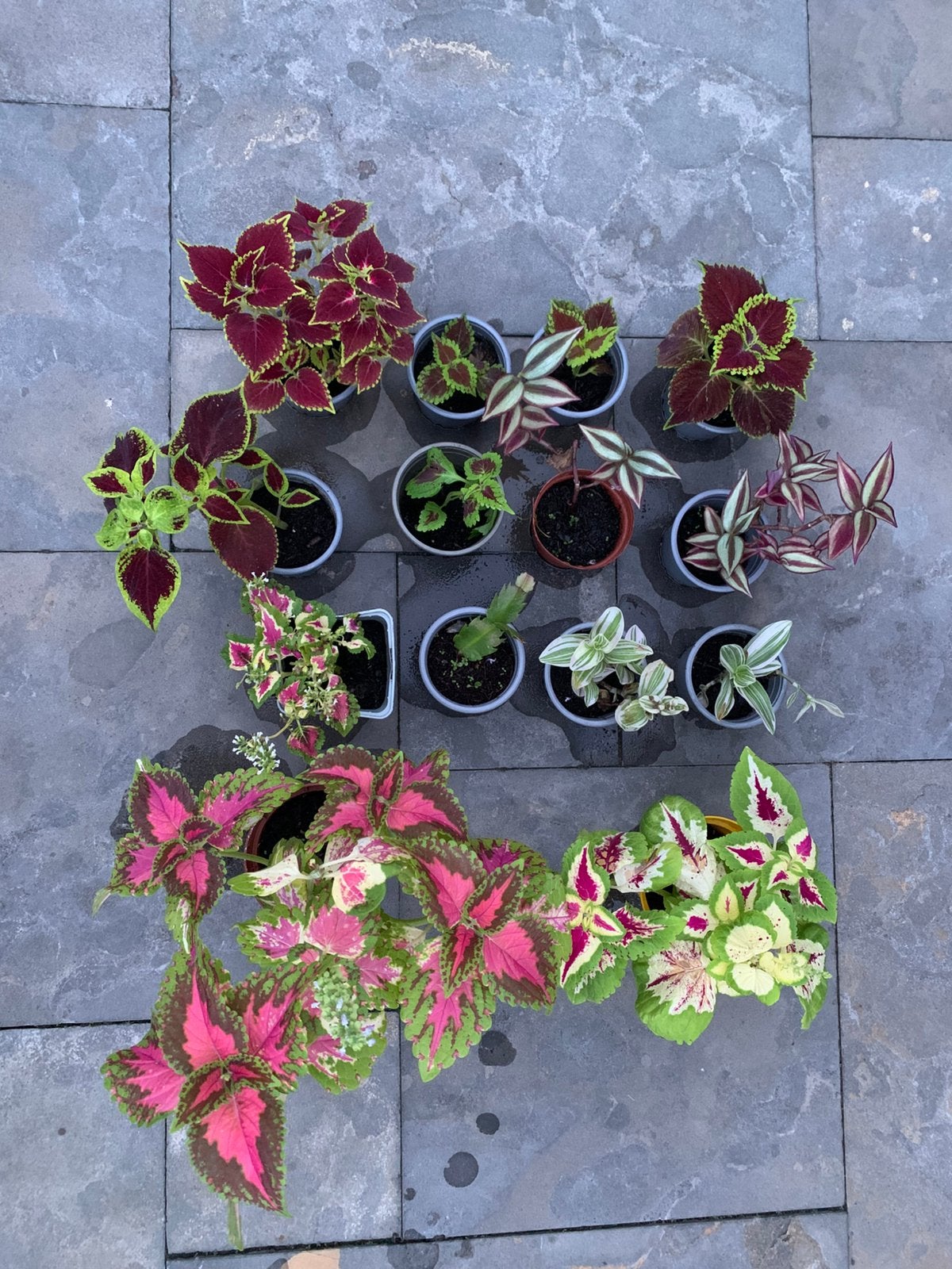 Diverse plantjes, Huis en Inrichting, Kamerplanten, Ophalen of Verzenden, Halfschaduw, Minder dan 100 cm