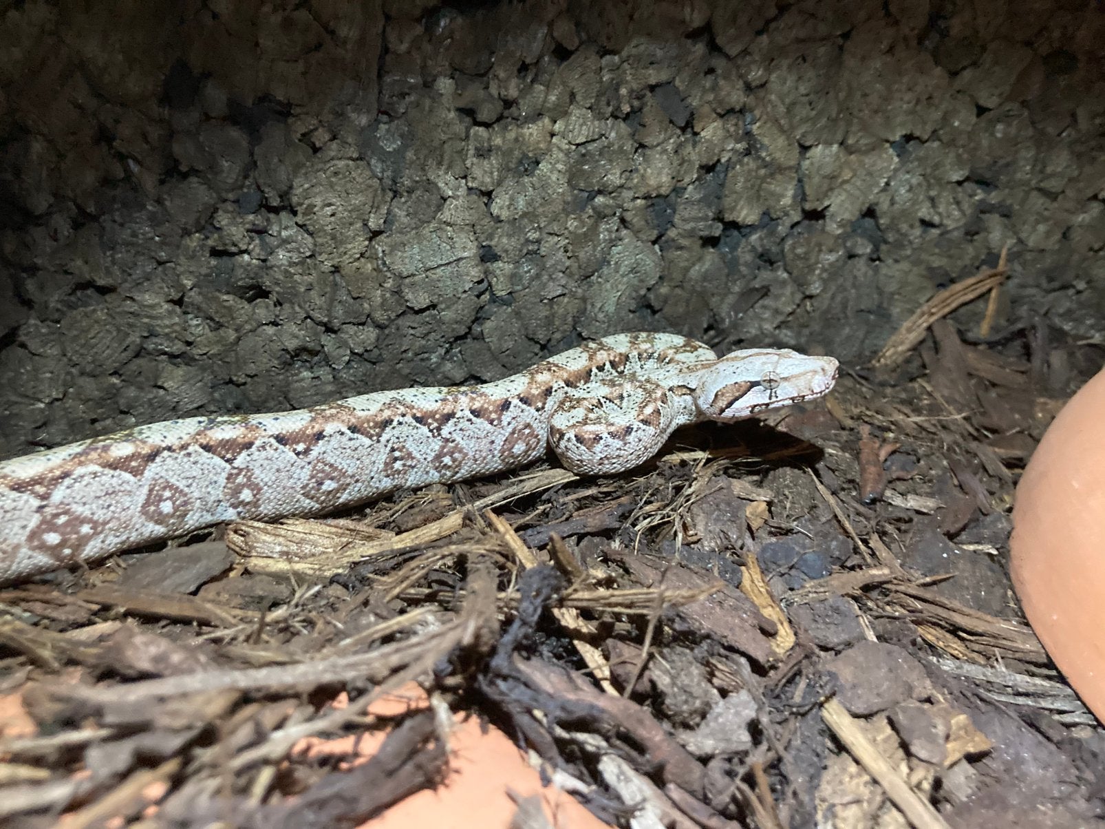 Boa constrictor imperator localiteit Nicaragua Boa Constrictor photo 2