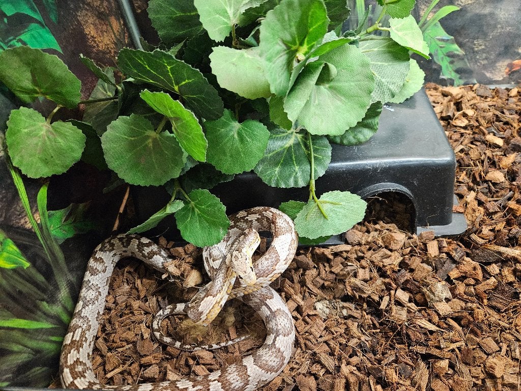 Pantherophis Guttatus Rattenslang Korenslang Corn Snake photo 4