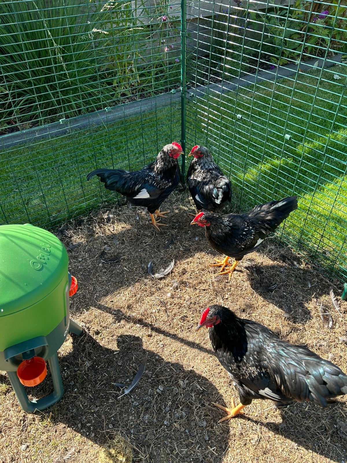 Barnevelder Kriel Haan Zilver Dubbel Gezoomd, Dieren en Toebehoren, Mannelijk, Kip