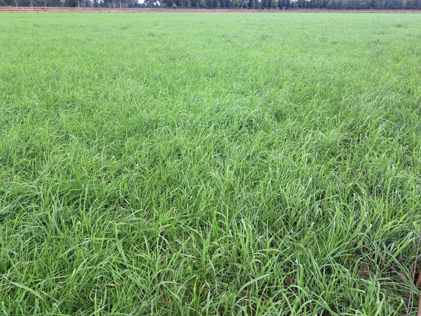 Gras op stam te koop aangeboden - 8,5 hectare, Ophalen, Nieuw, 20 m² of meer