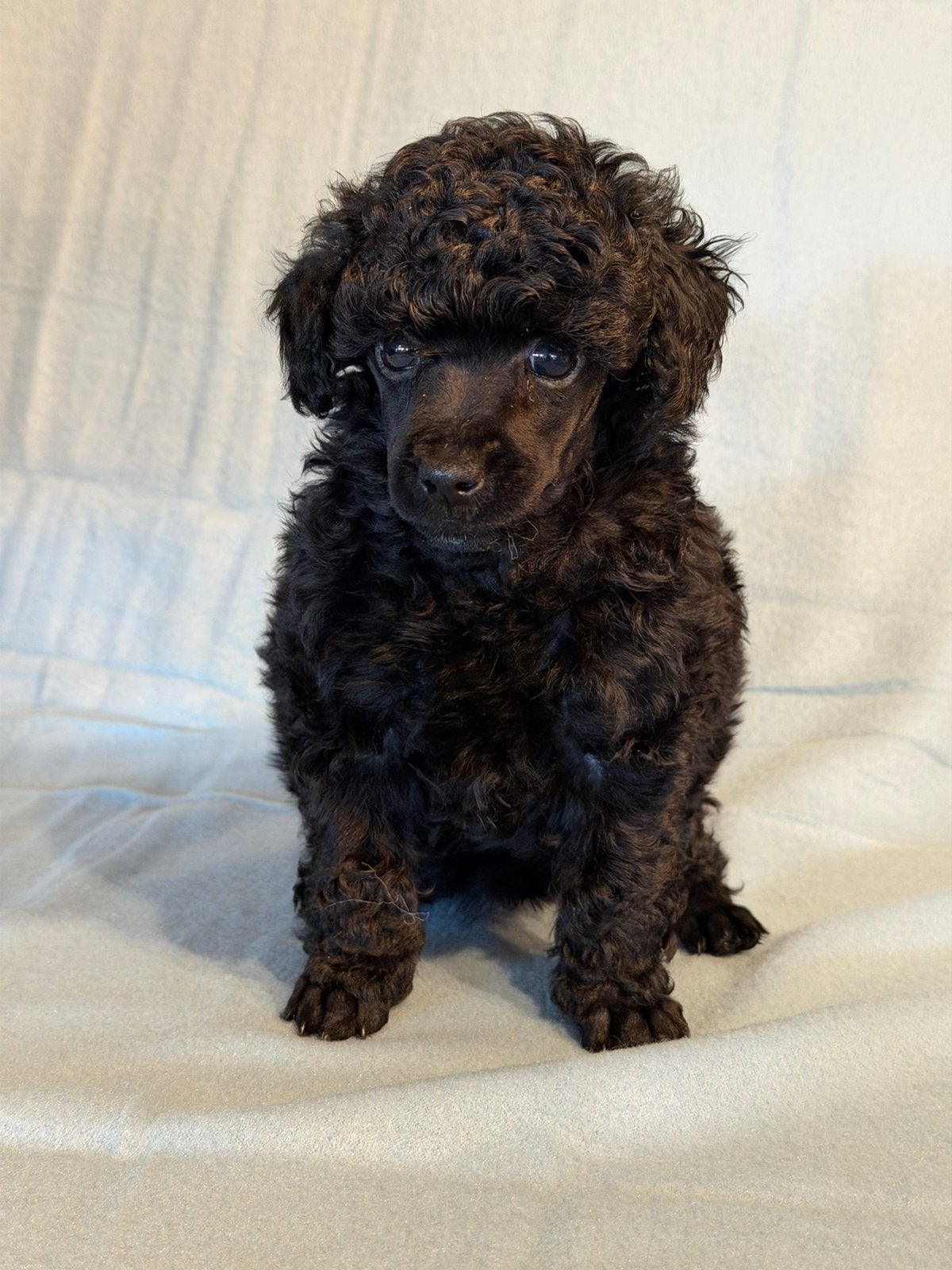 zwarte toy poedel pups, Poedel, CDV (hondenziekte), 8 tot 15 weken, Meerdere