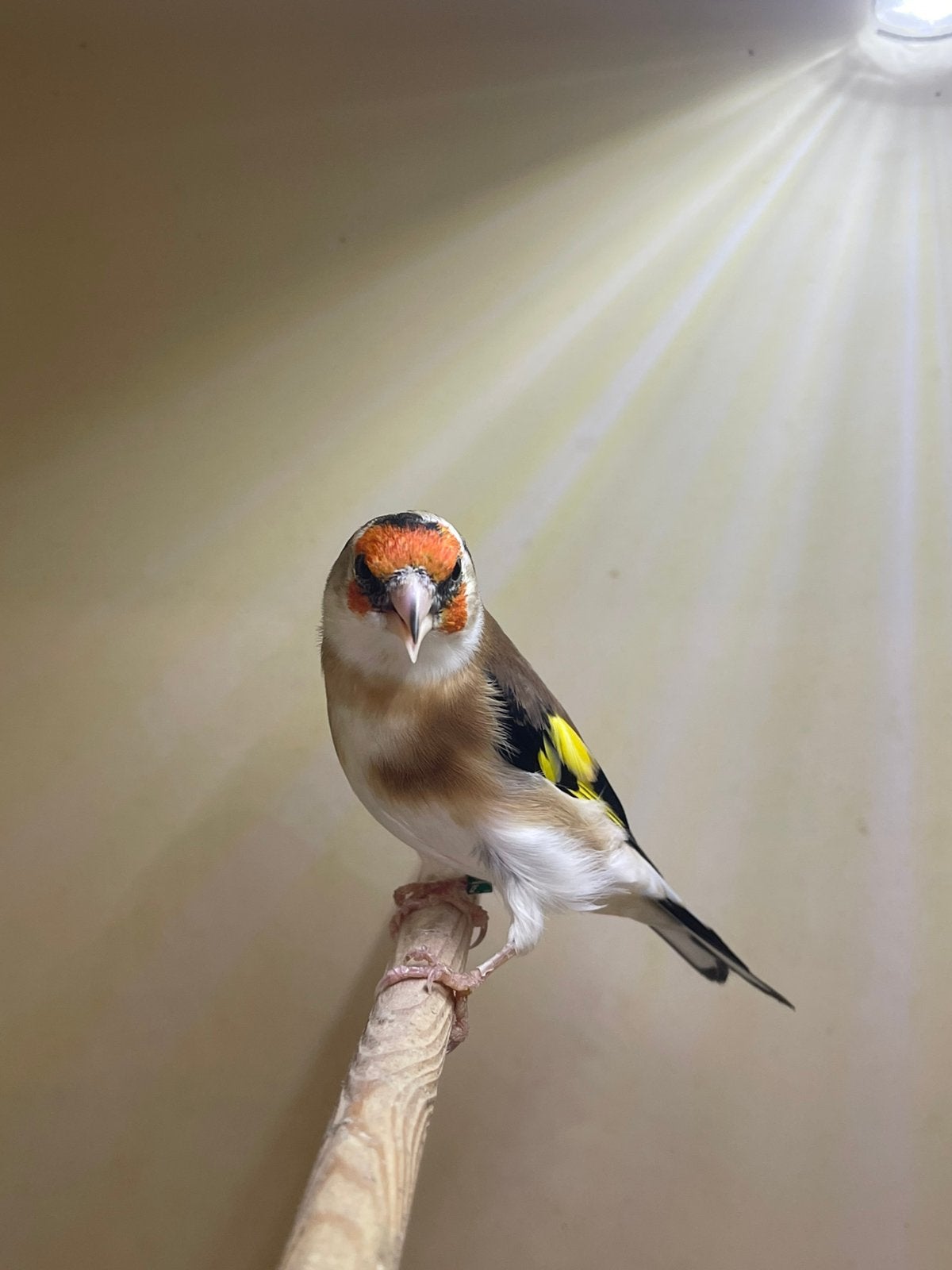 te koop mooie Majoor Putters  man  witkeel van 26, Vrouwelijk, Wildzangvogel, Geringd