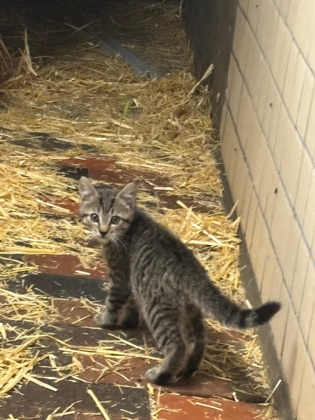 Boederij kat, Dieren en Toebehoren, Kater
