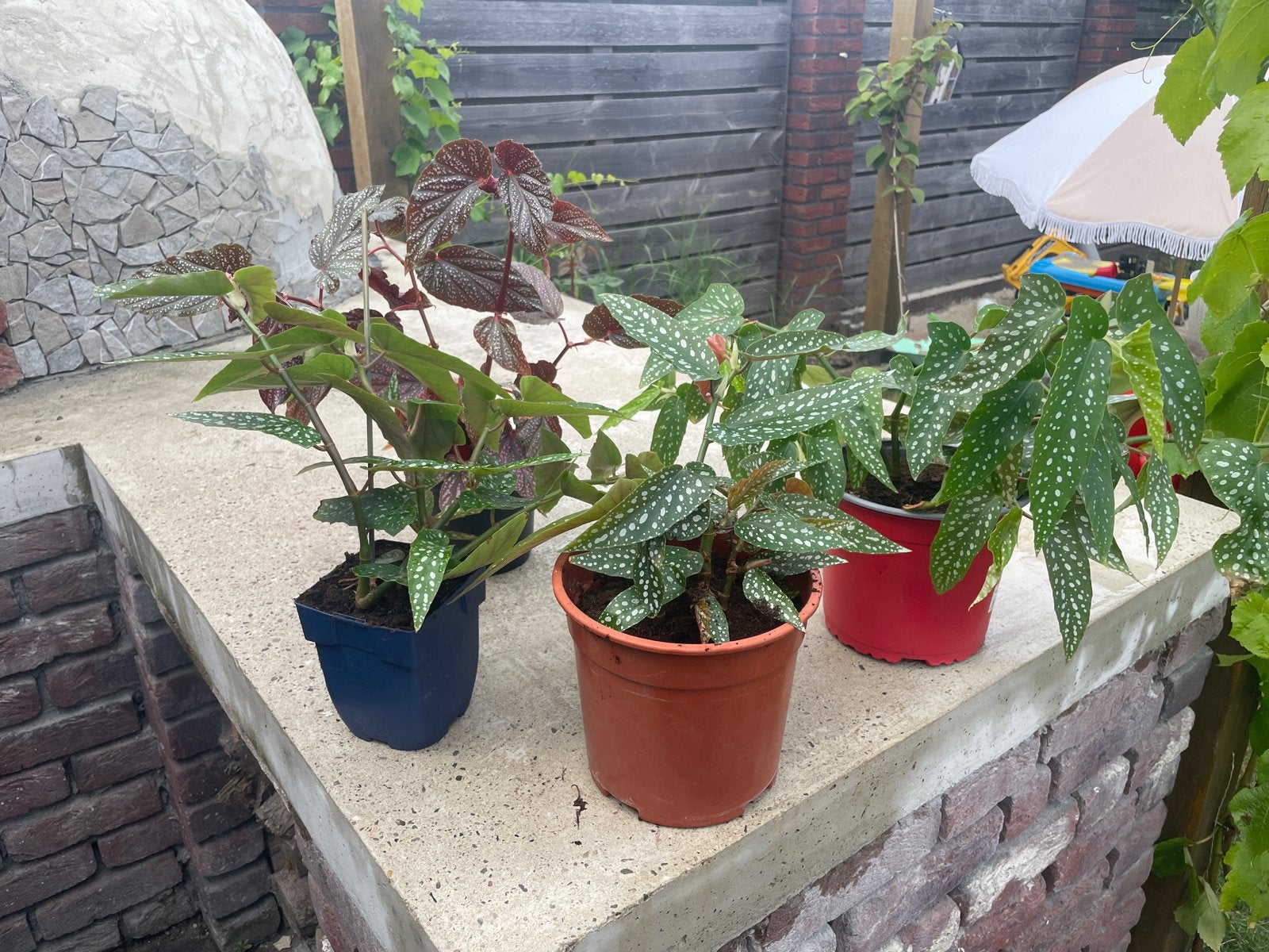 Stippen Begonia planten - diverse soorten, Vaste plant, Halfschaduw, Zomer, Ophalen