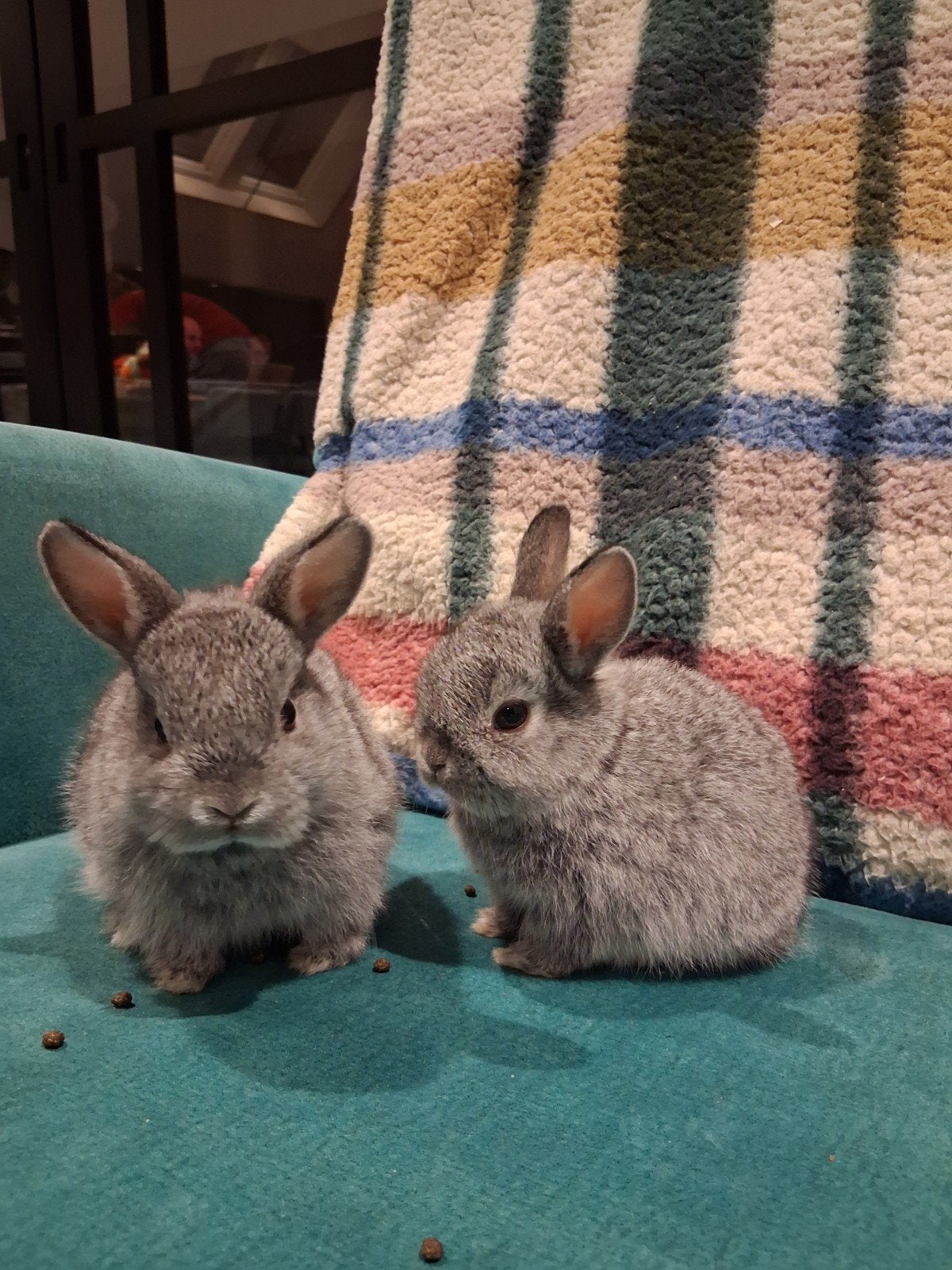 baby konijntjes, Dieren en Toebehoren, Augustus, Meerdere dieren, Overige typen, Tam
