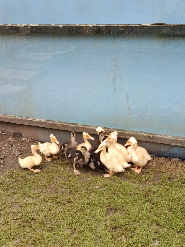 Jonge kuifeenden te koop, Dieren en Toebehoren, Pluimvee, Mannelijk, Kip