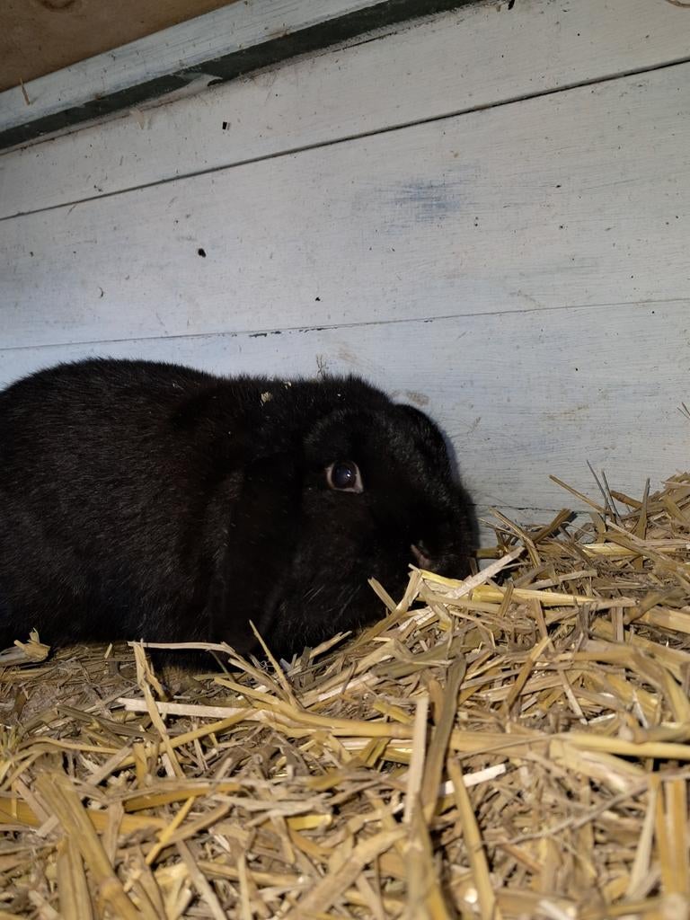 1 konijn, Dieren en Toebehoren, Meerdere dieren, Dwerg