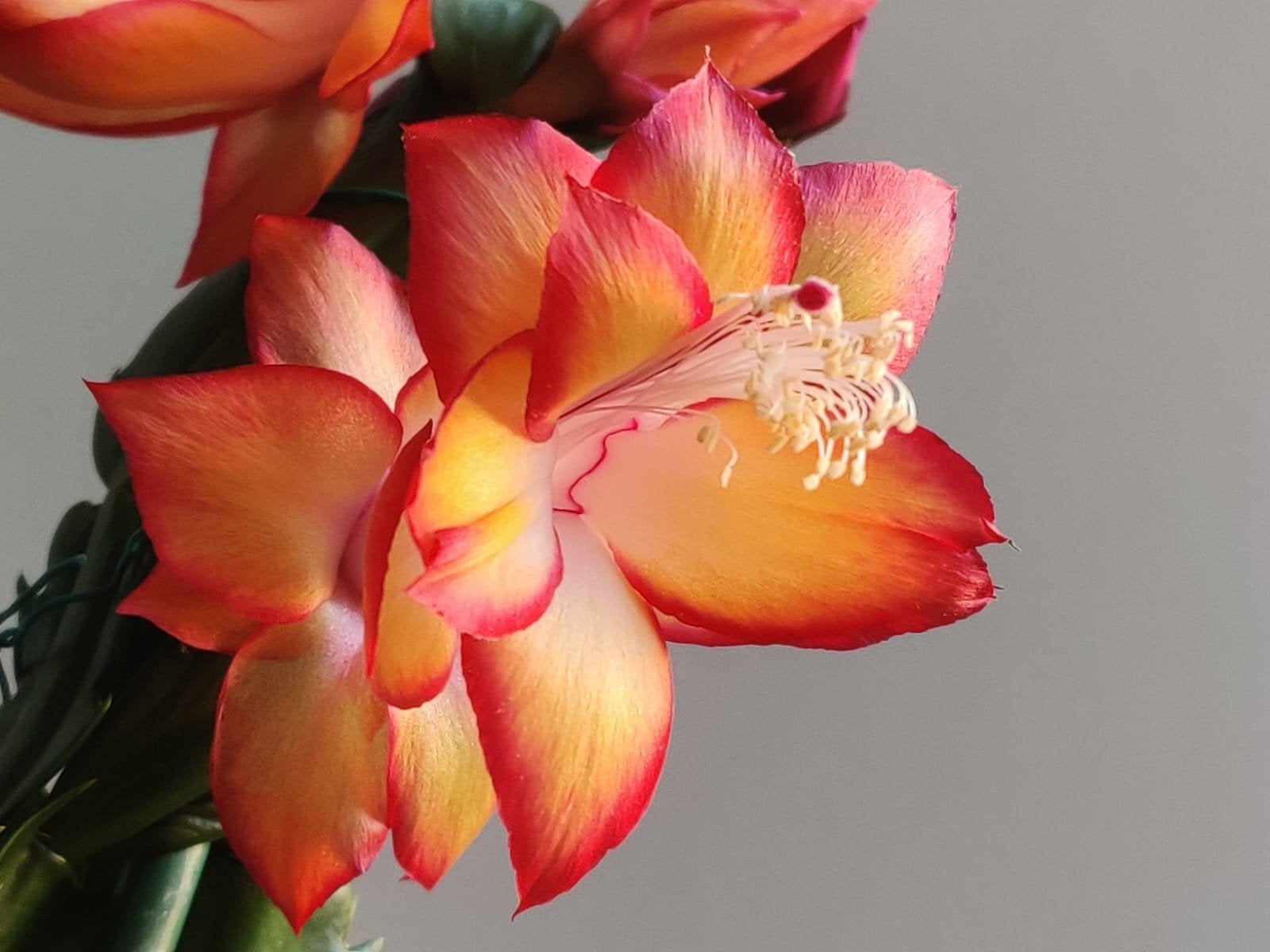 Schlumbergera 'Sangeeta' stek ongeworteld, Verzenden, Halfschaduw, Minder dan 100 cm