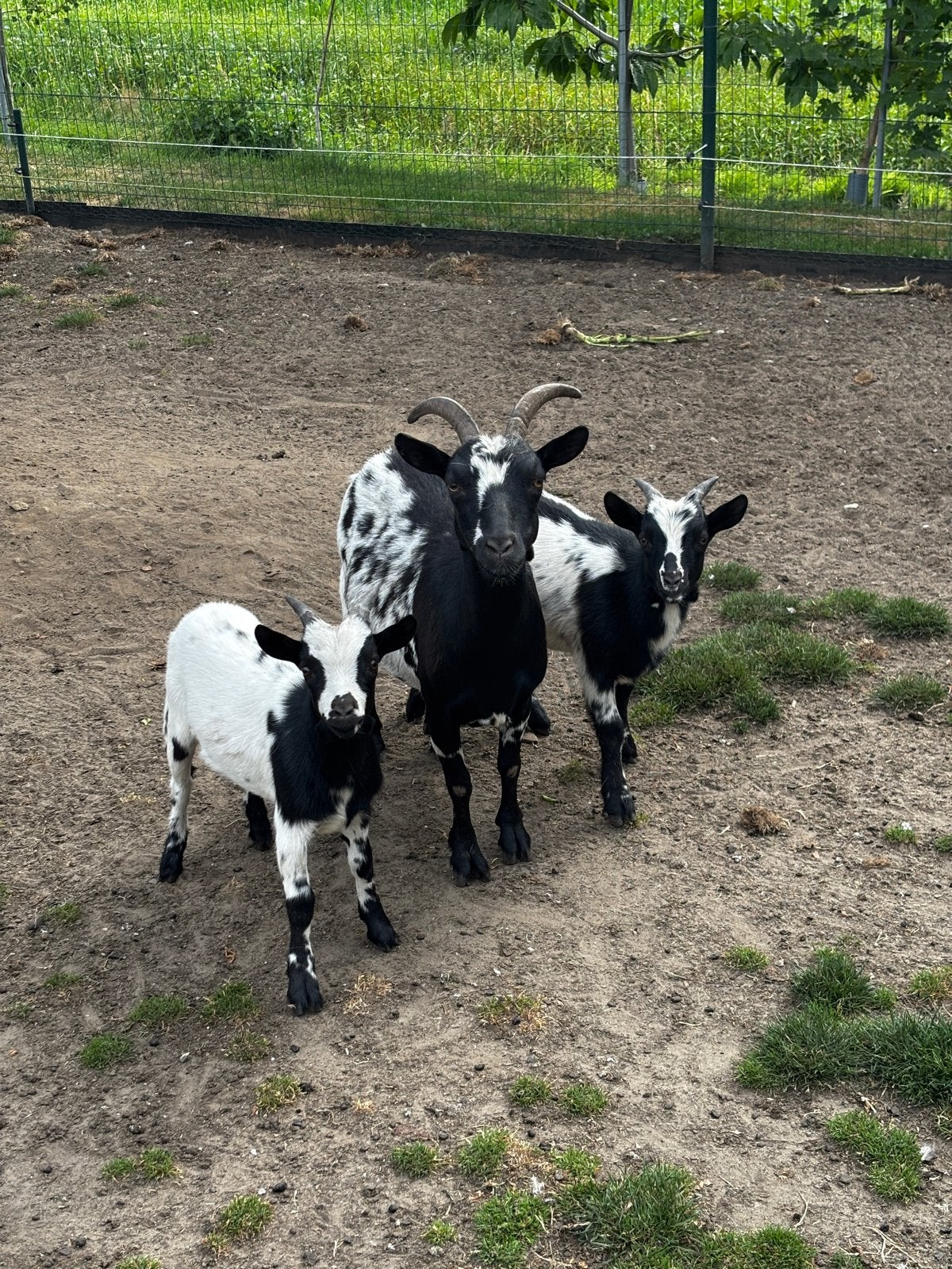 Kleine bokjes van afgelopen voorjaar, Mannelijk, Geit