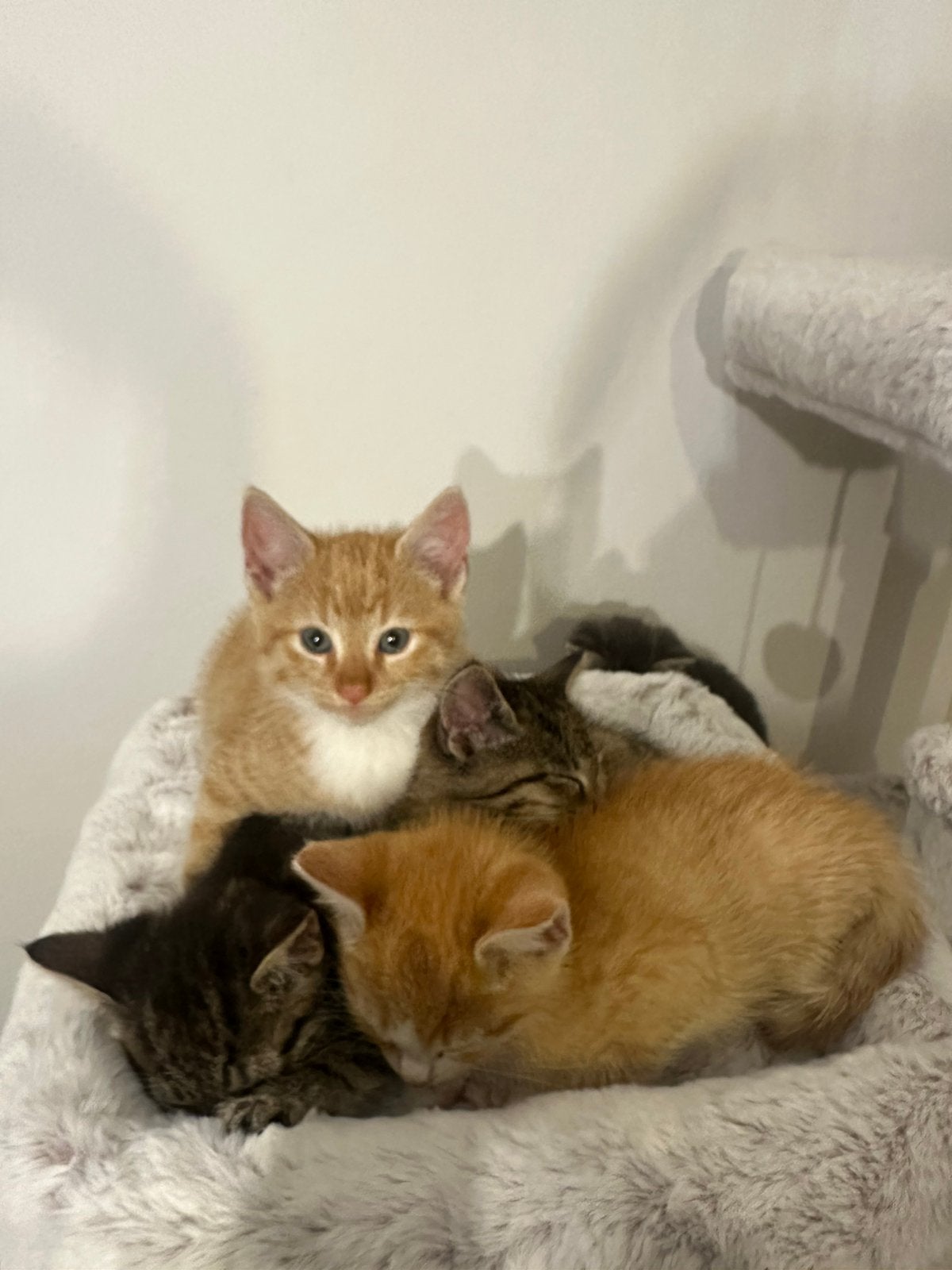 Twee nestjes lieve kittens zoeken hun gouden mandje!, Dieren en Toebehoren, Kater, Ontwormd, 0 tot 2 jaar