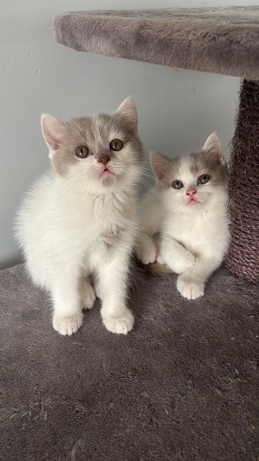 Britse korthaar bicolor kittens, Meerdere dieren