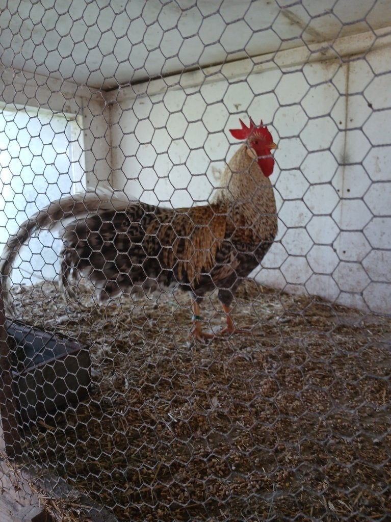 T.K. 1-4 GROTE Koekoekpatrijs Leghorn TT kwa geringd Br. '25, Meerdere dieren, Kip
