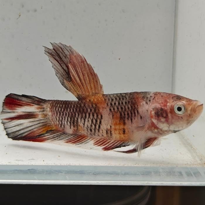 Betta splendens man 42, Vis