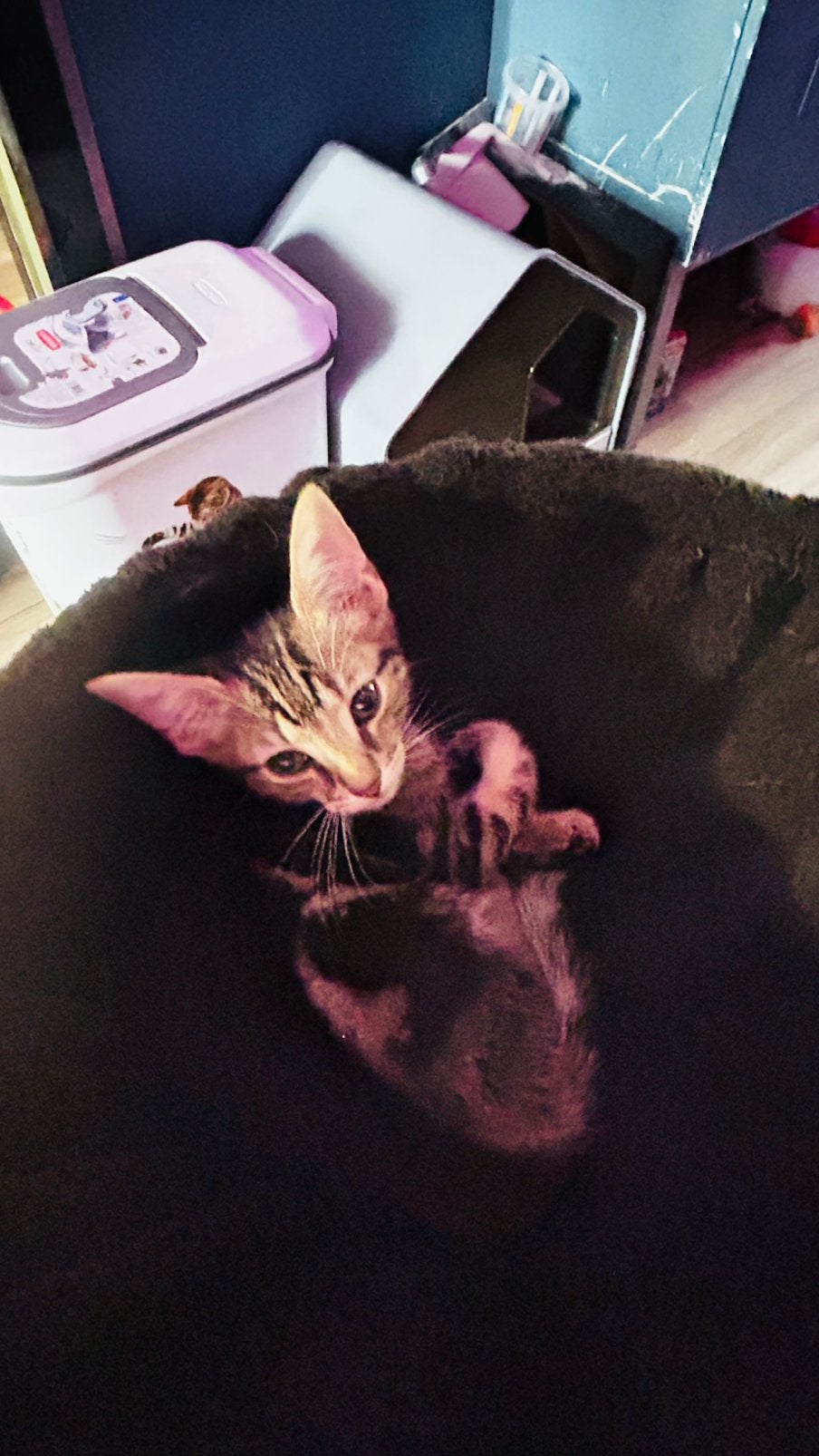 2 hele lieve kittens broer en zus, Meerdere dieren