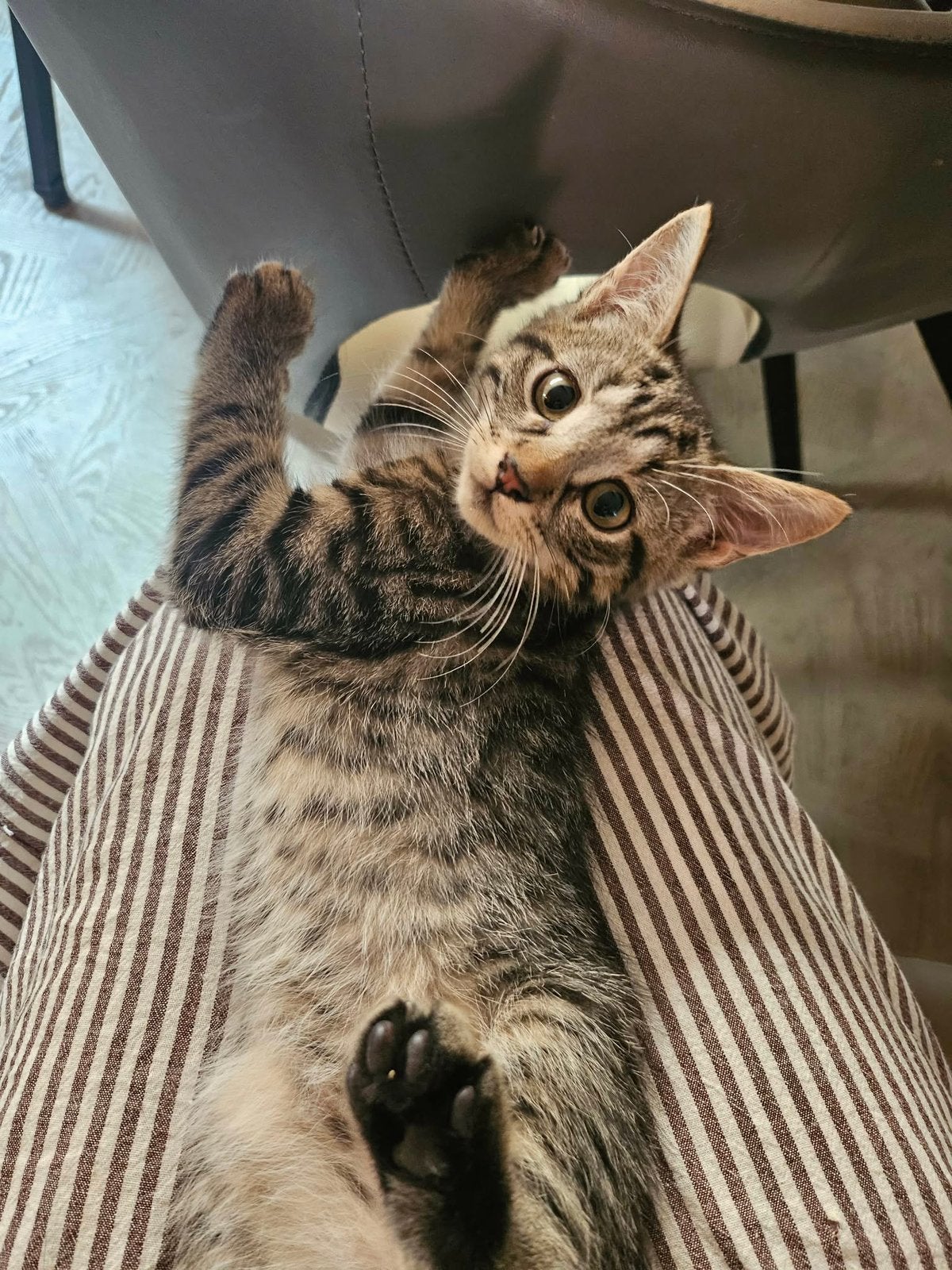 Europeese korthaar X Main Coon, Dieren en Toebehoren, Katten en Kittens | Raskatten | Korthaar, Meerdere dieren, Gechipt