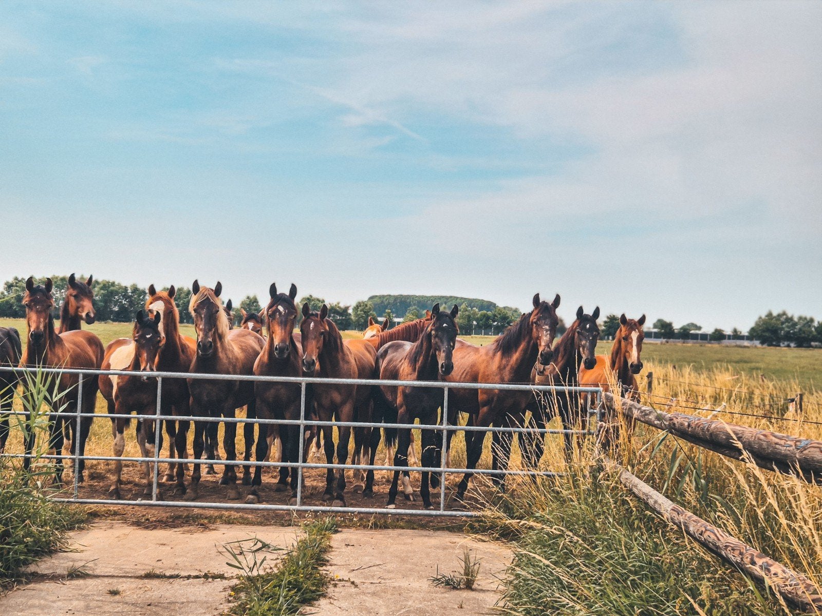 Foto 2 van Grote prachtige zwarte jaarling met TOP karakter en beweging