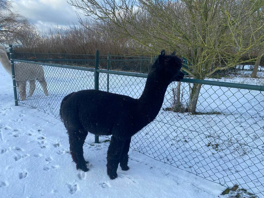 Zeer mooie Zwarte alpaca hengst, April, Mannelijk