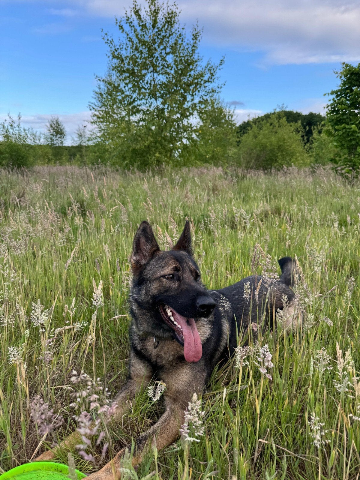 Te koop Duitse herder teef, Dieren en Toebehoren, Teef, Eén hond, 3 tot 5 jaar, Herder