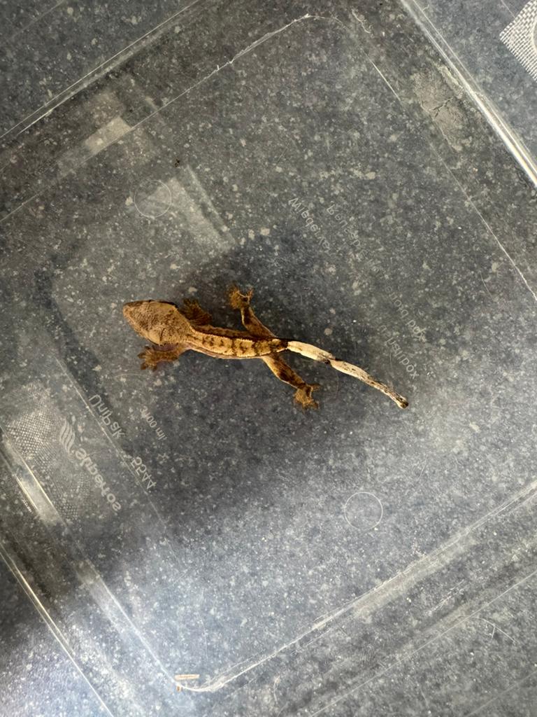 Baby wimpergekko, Dieren en Toebehoren, Hagedis, 0 tot 2 jaar