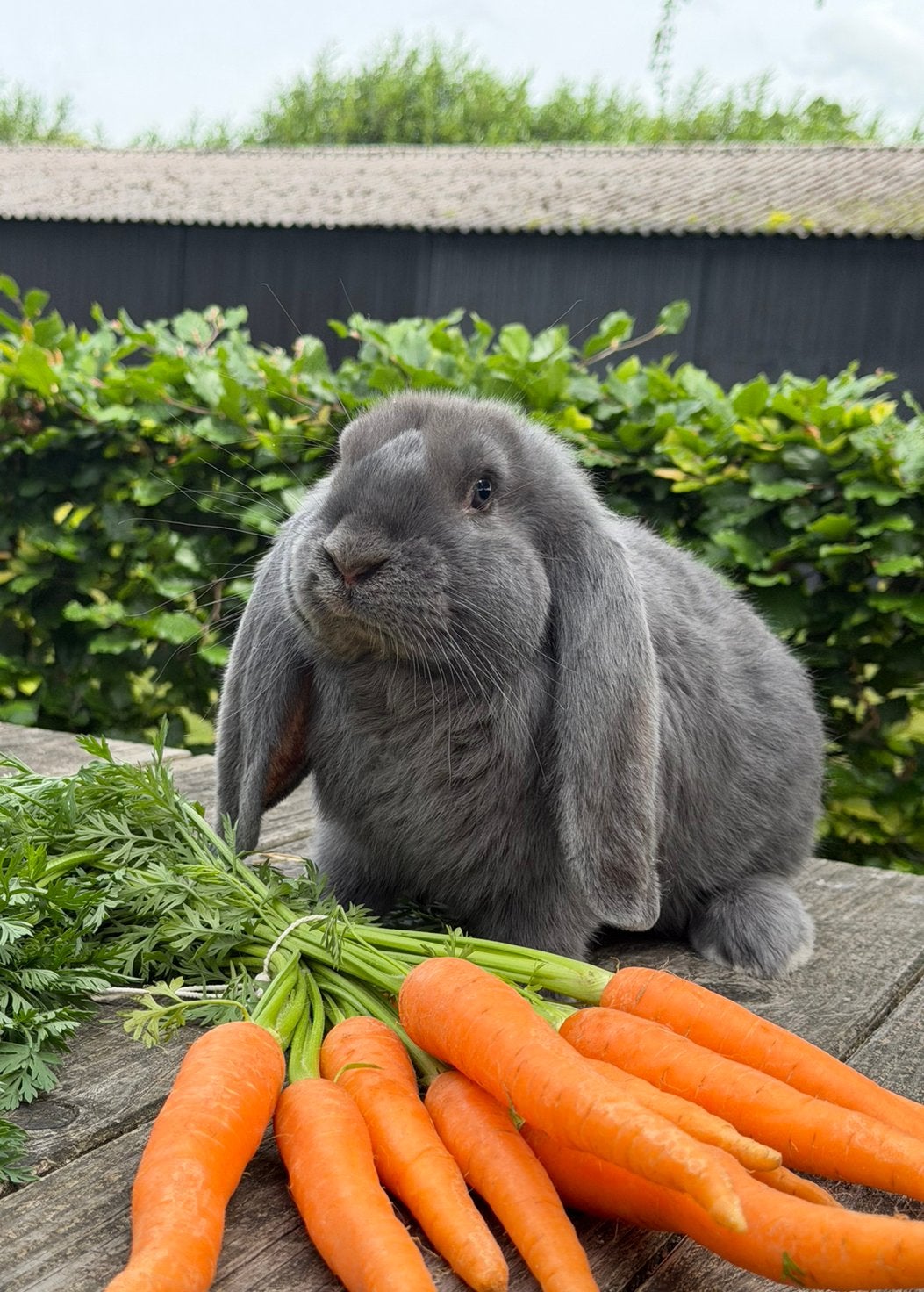 Lieve franse hangoor ram, Dieren en Toebehoren, Konijnen, Mannelijk, Groot, Hangoor, 0 tot 2 jaar