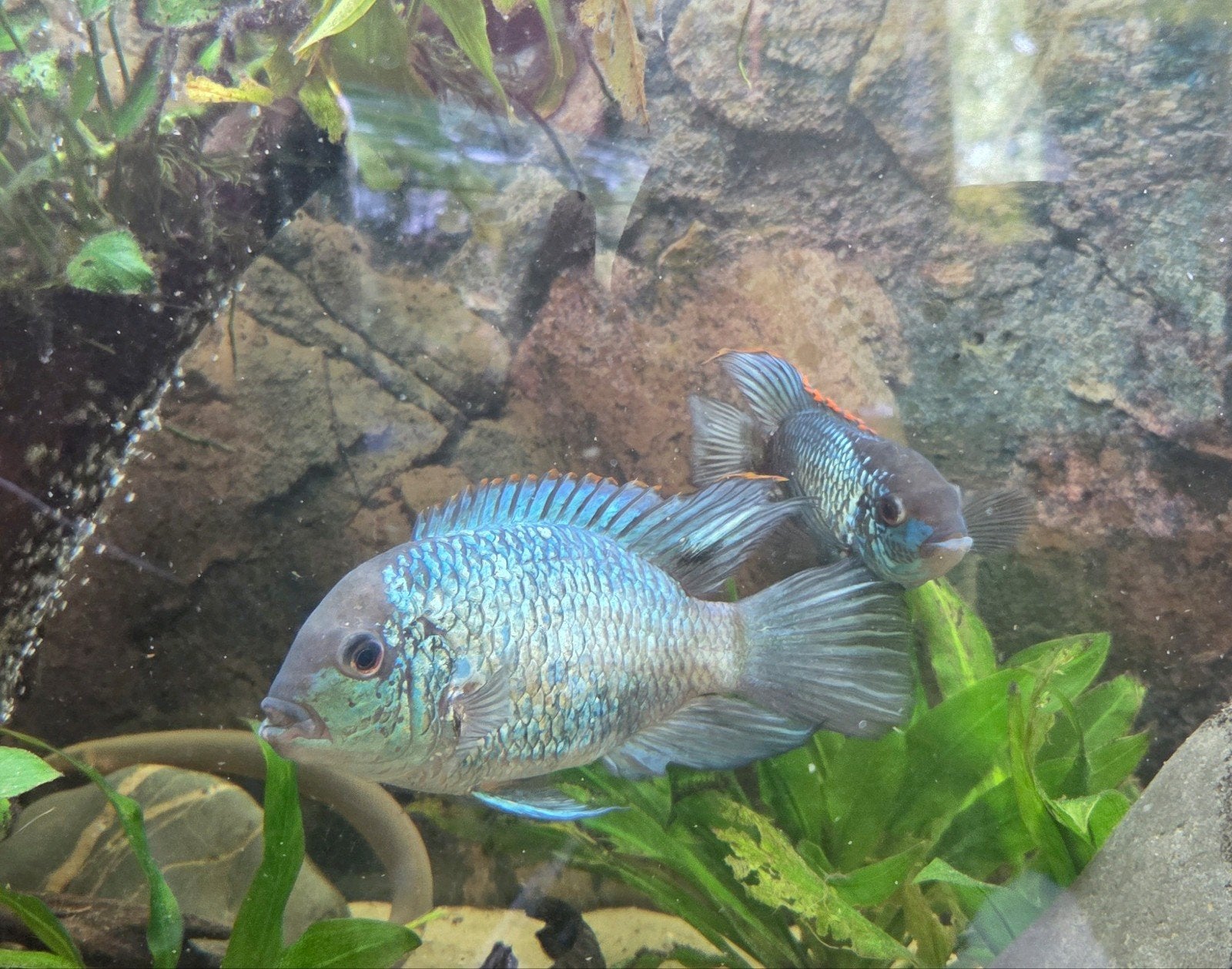Koppel electric blue acara (XXL V), Vis