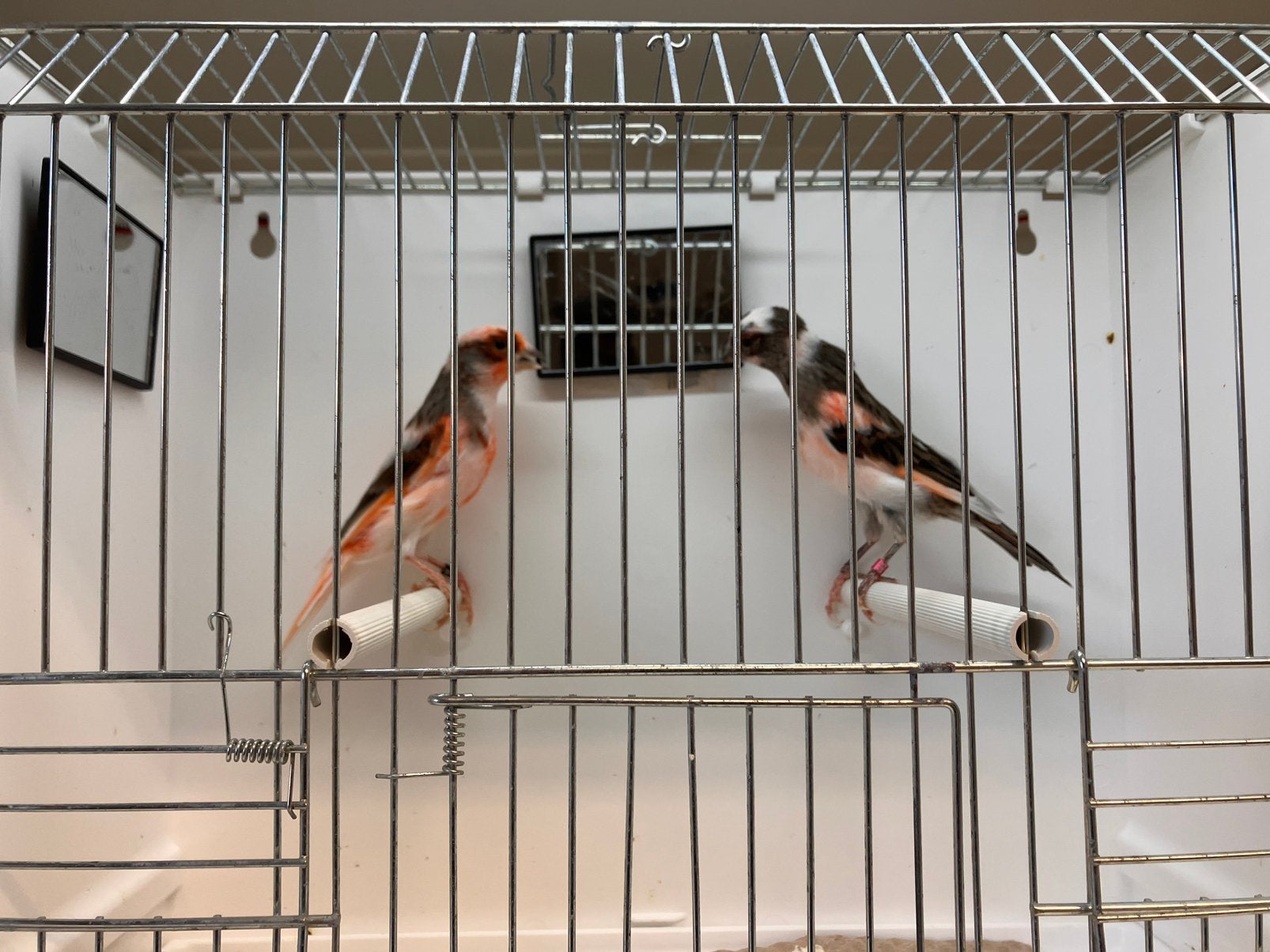 Echte portugese Harlekijn kanaries, Meerdere dieren, Postuurkanarie