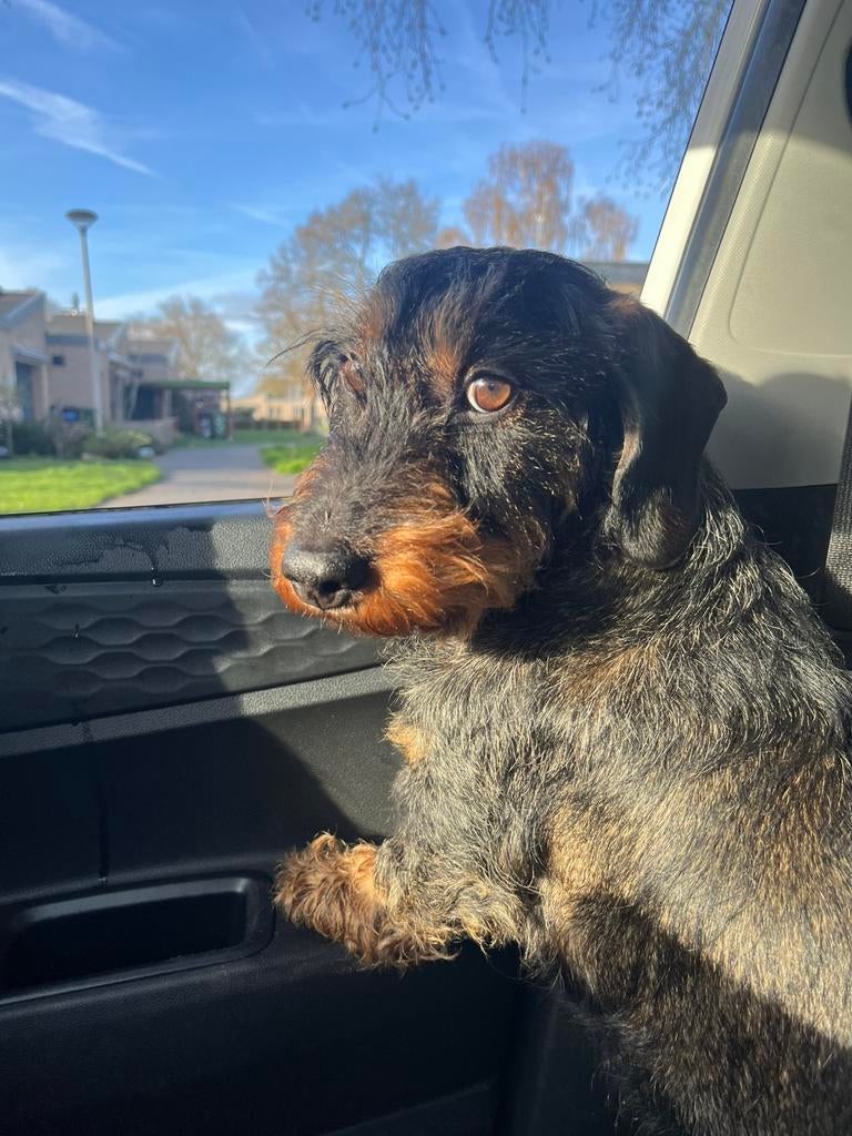 Ruwharige Teckel pups verwacht eind mei (middelmaat), Standaard, 8 tot 15 weken, Parvo, Meerdere