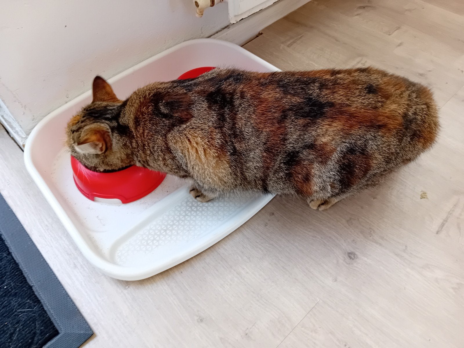 Kat, vrouwtje 1,5 jaar, Dieren en Toebehoren, Poes, Kortharig, 0 tot 2 jaar
