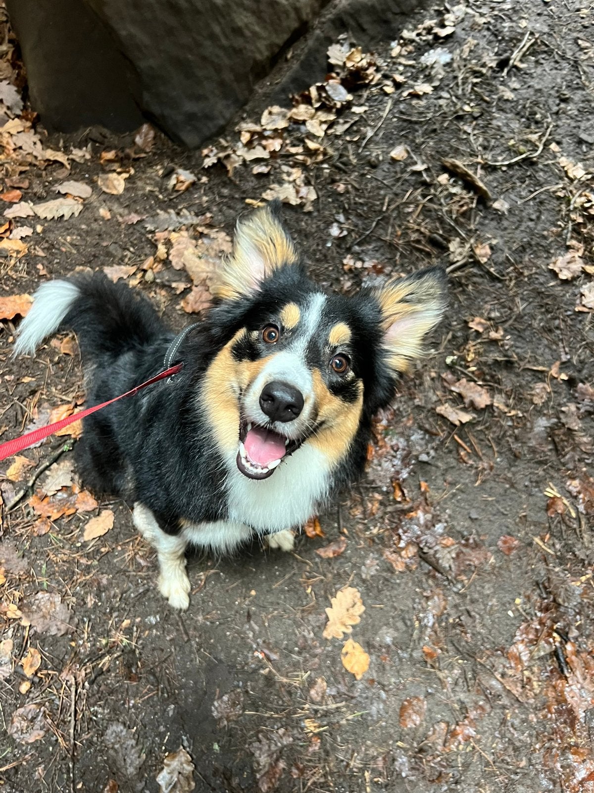 Border collie mix australian shepperd vier jaar, Rabiës (hondsdolheid), Teef, Collie, Eén hond