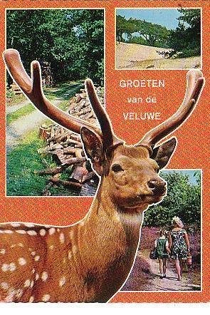 Ansichtkaart 	Veluwe	2-luik	Schapen	Boerderij, Verzenden, 1960 tot 1980, Gelopen, Gelderland