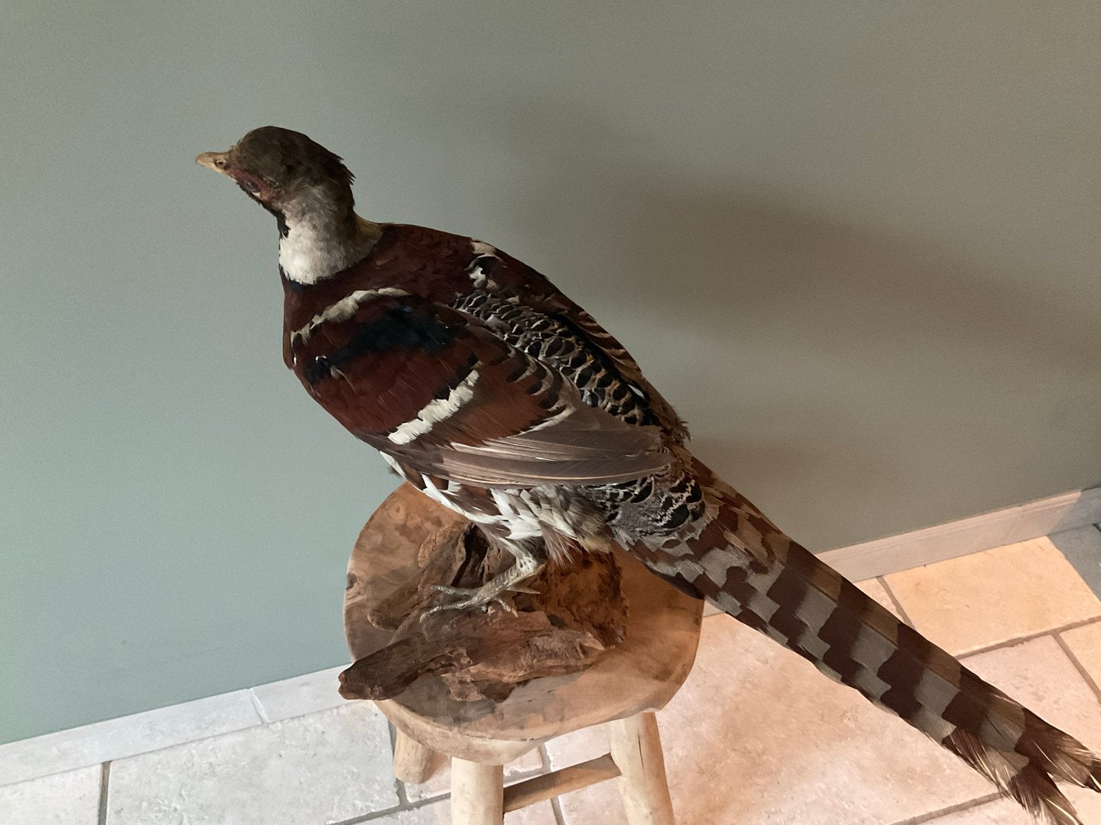 Opgezette Elliot fazant vogel preparaat, Ophalen of Verzenden, Gebruikt, Vogel, Opgezet dier