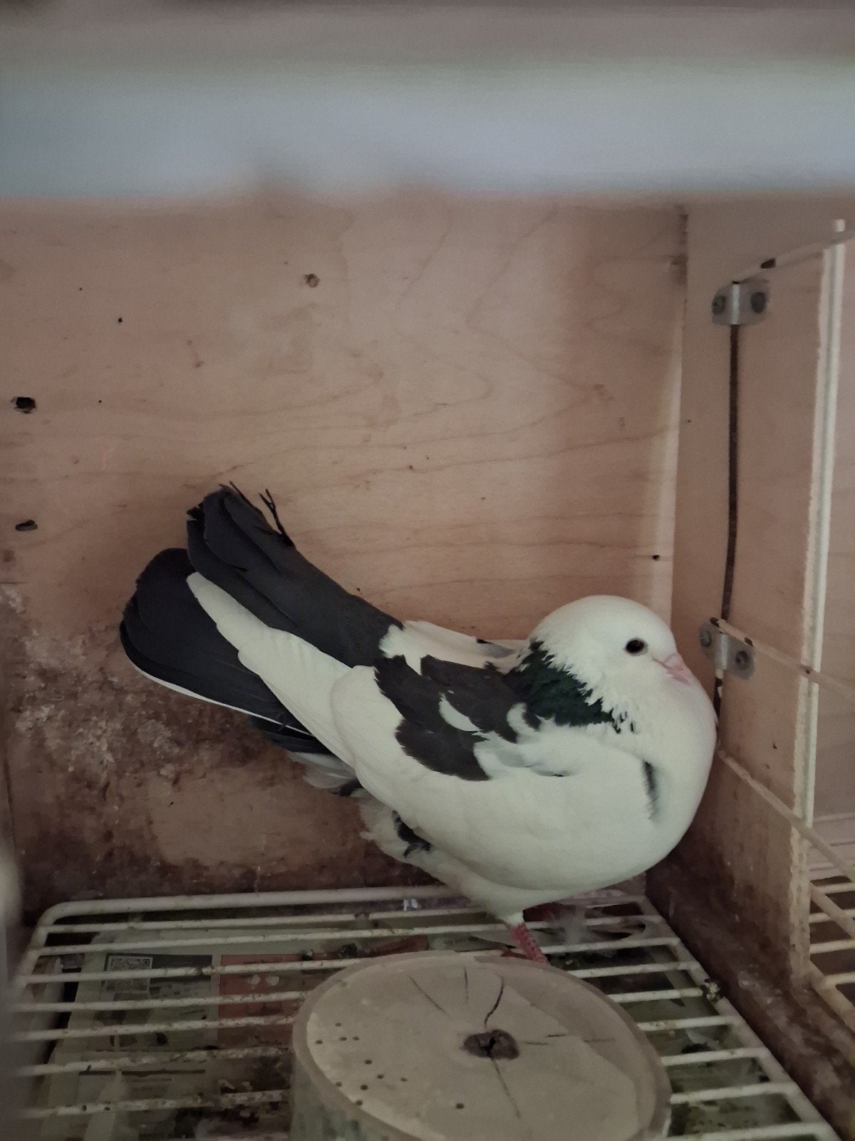 PRACHTIGE (KROPPER) DUIVIN, Dieren en Toebehoren, Vrouwelijk