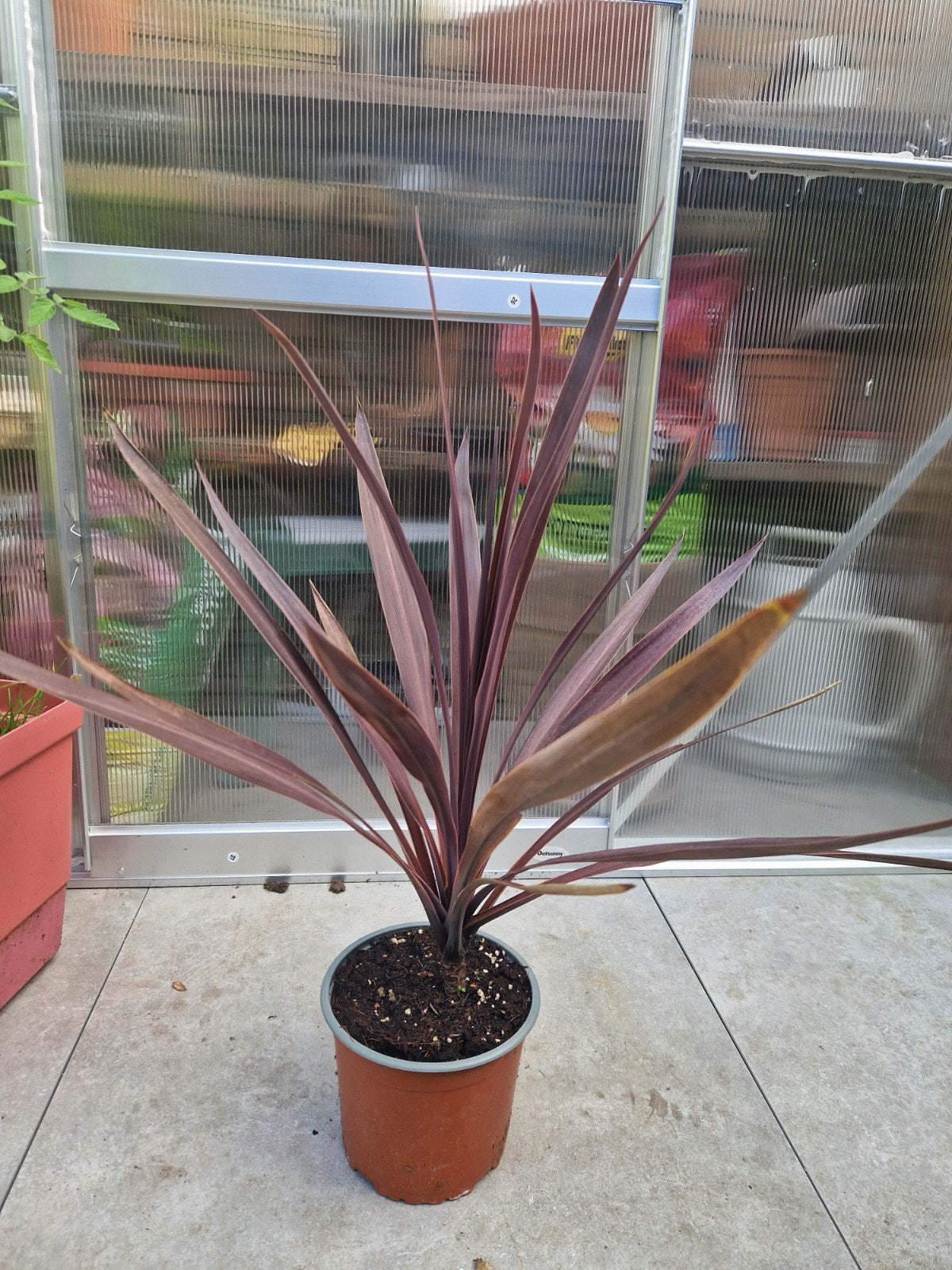 Cordyline australis red koolpalm, Volle zon, Vaste plant, Zomer, Ophalen