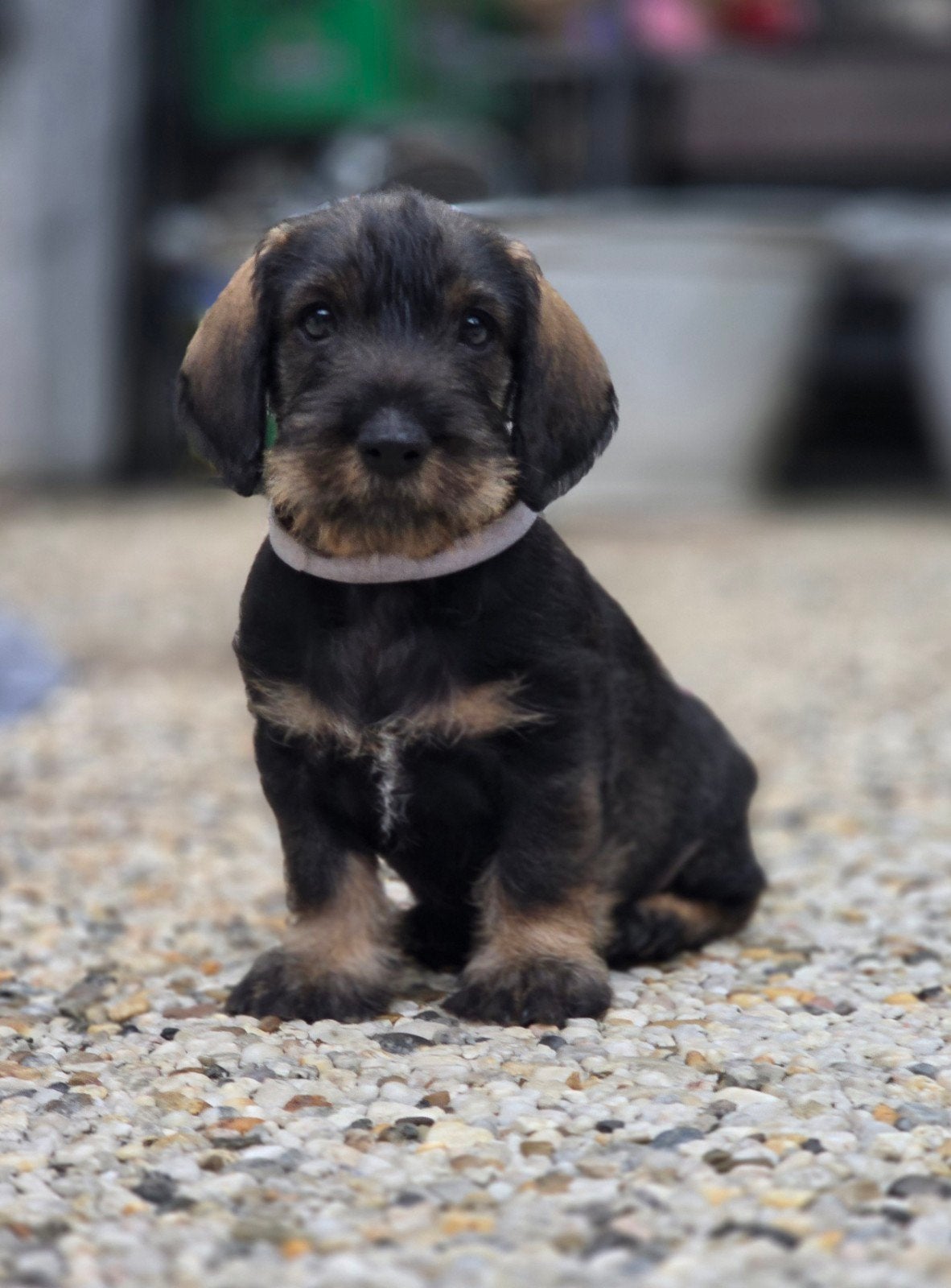 Teckel pups ruwhaar standaard, Standaard, Meerdere, Meerdere dieren, Ruwhaar
