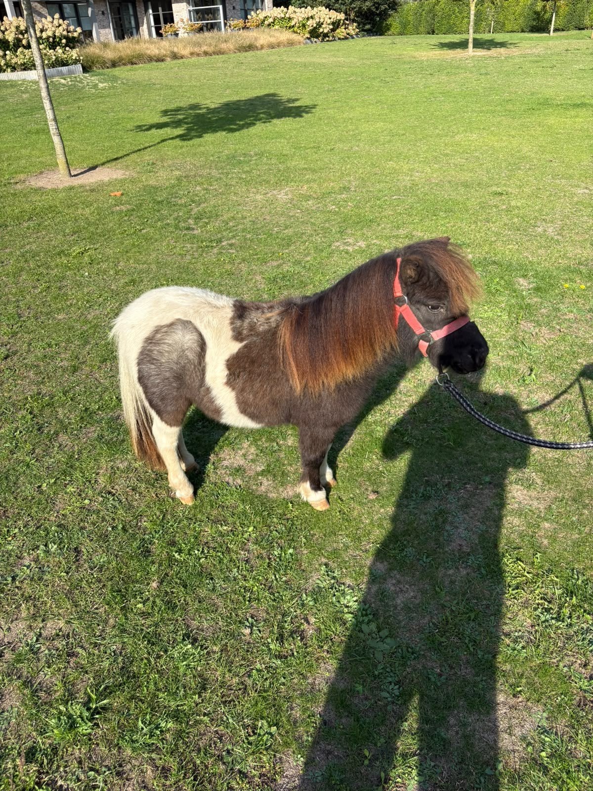 MEERDERE MERRIE'S EN APPALOOSA VEULEN., Merrie