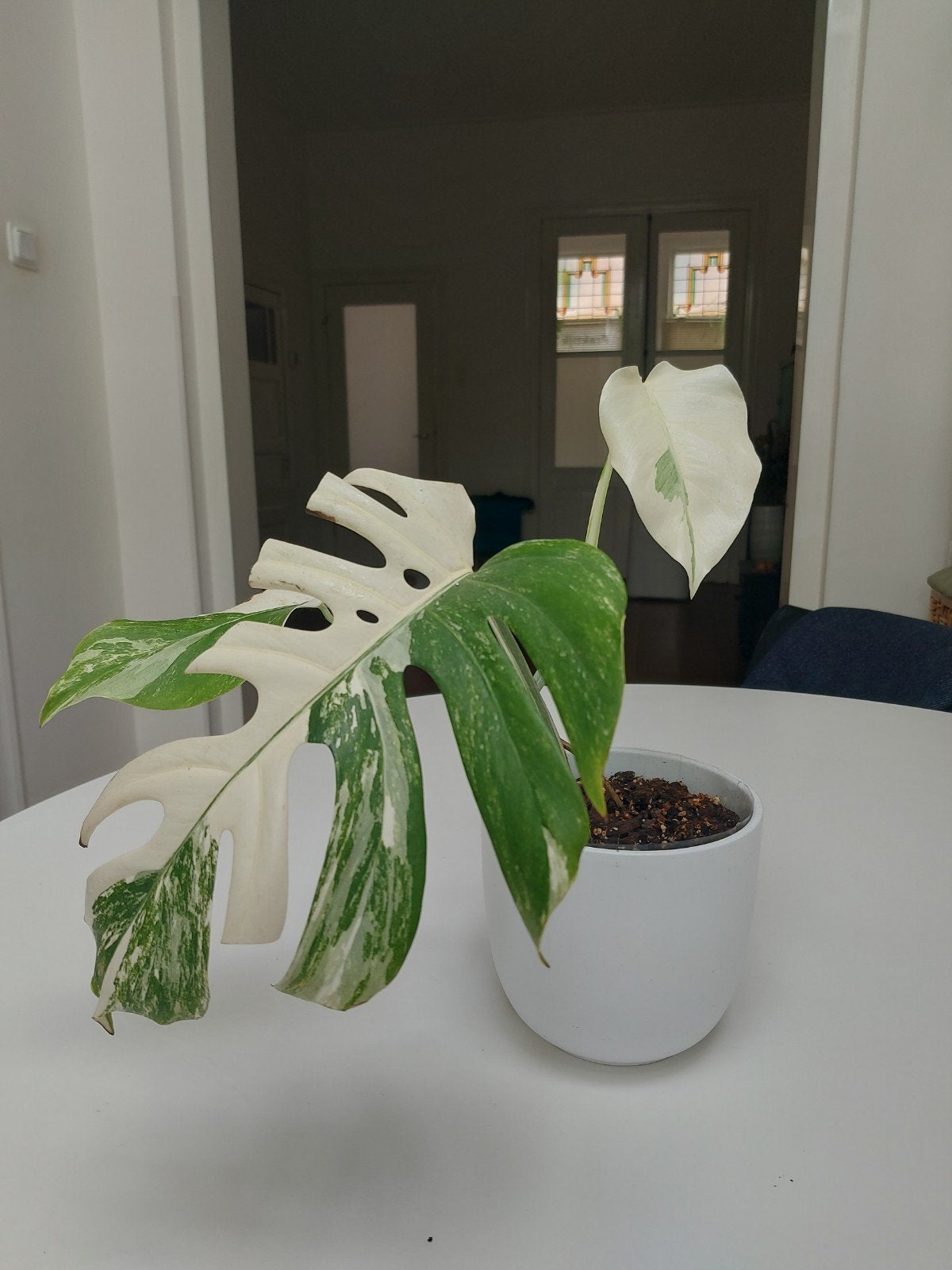 Monstera Albo Variegata plant, Huis en Inrichting, Kamerplanten, Ophalen, Halfschaduw, Minder dan 100 cm