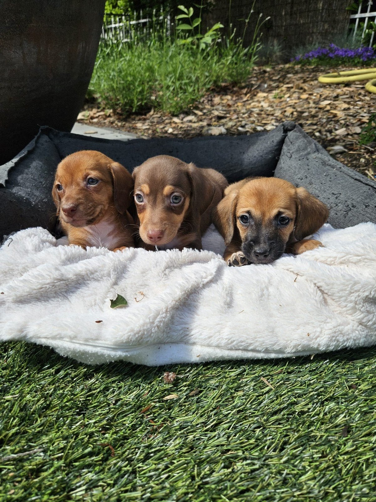 Dwerg teckel X   Dwergteckel  pups, 8 tot 15 weken, Dwerg, Meerdere, Meerdere dieren