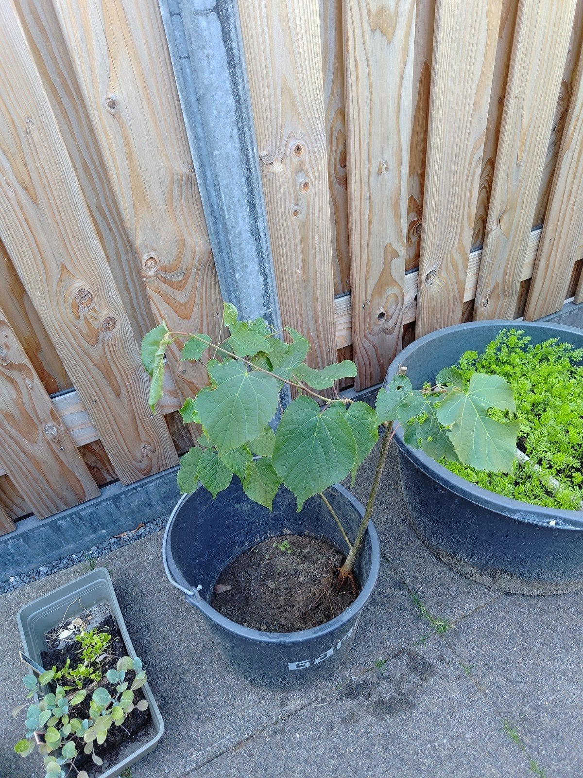 Jonge Lindeboom, Tuin en Terras, Ophalen, Vaste plant, Overige soorten, Volle zon