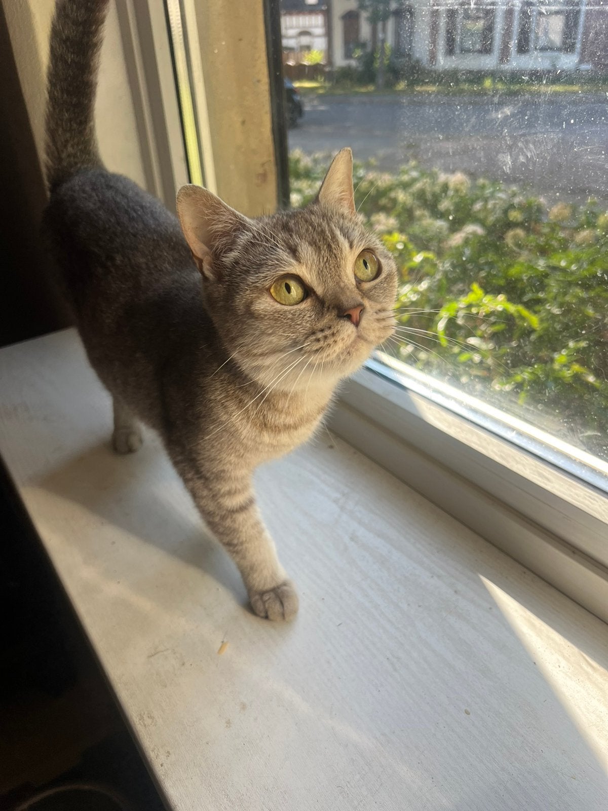 liefdevol thuis gezocht voor mijn British Shorthair, Poes