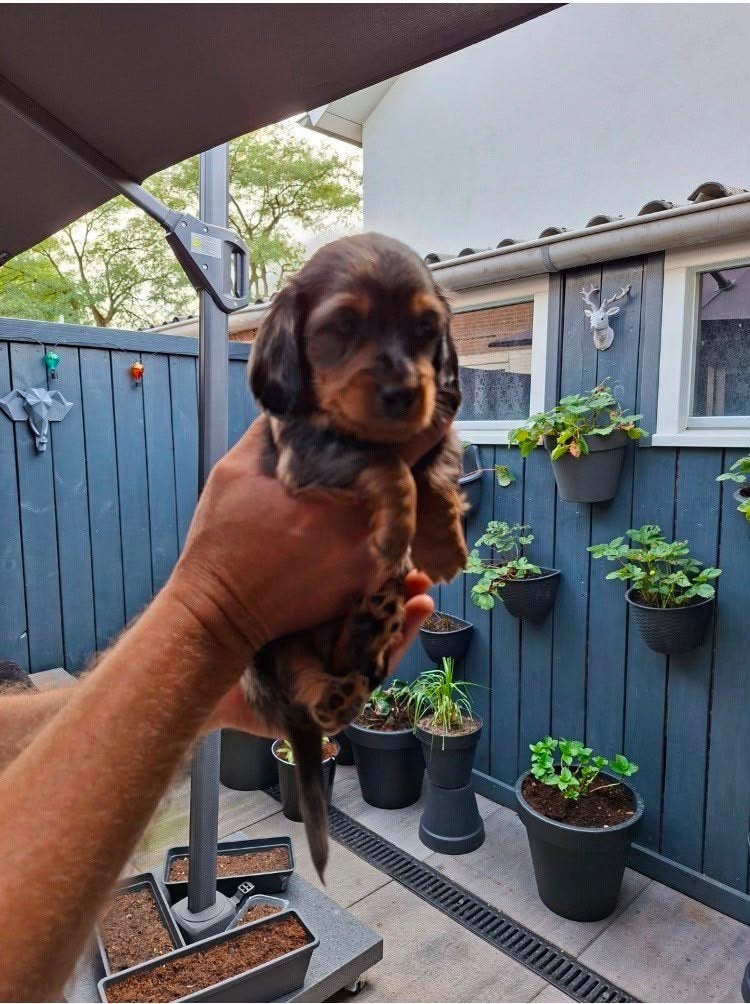 langharige teckel pup, Reu, 8 tot 15 weken, Dwerg, Langhaar