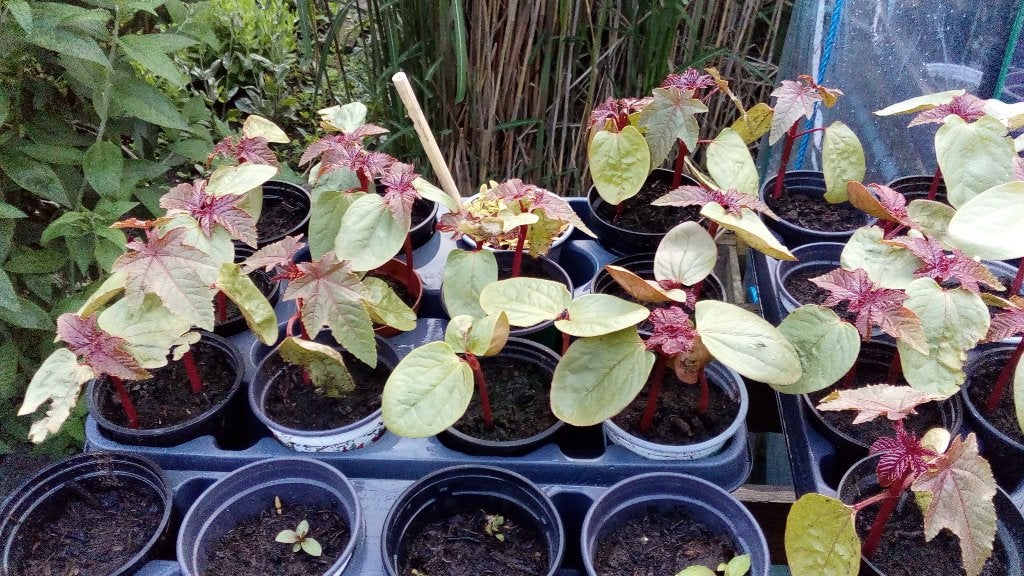 Wonderboom / Ricinus communis, Ophalen, Voorjaar, Halfschaduw