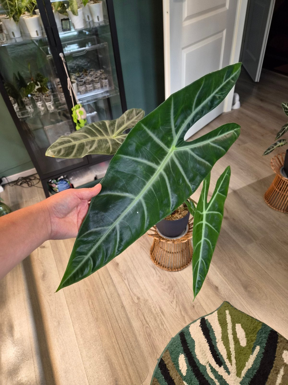 Alocasia Longiloba Silver, Huis en Inrichting, Ophalen, Halfschaduw, Minder dan 100 cm