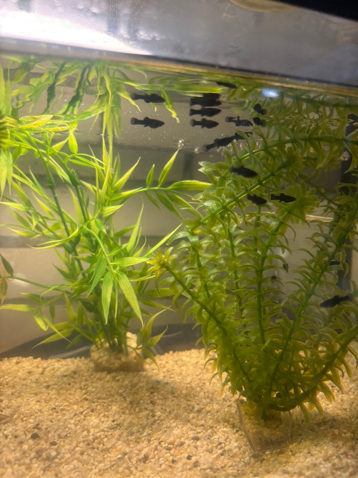 Black mollys, Dieren en Toebehoren, Vis
