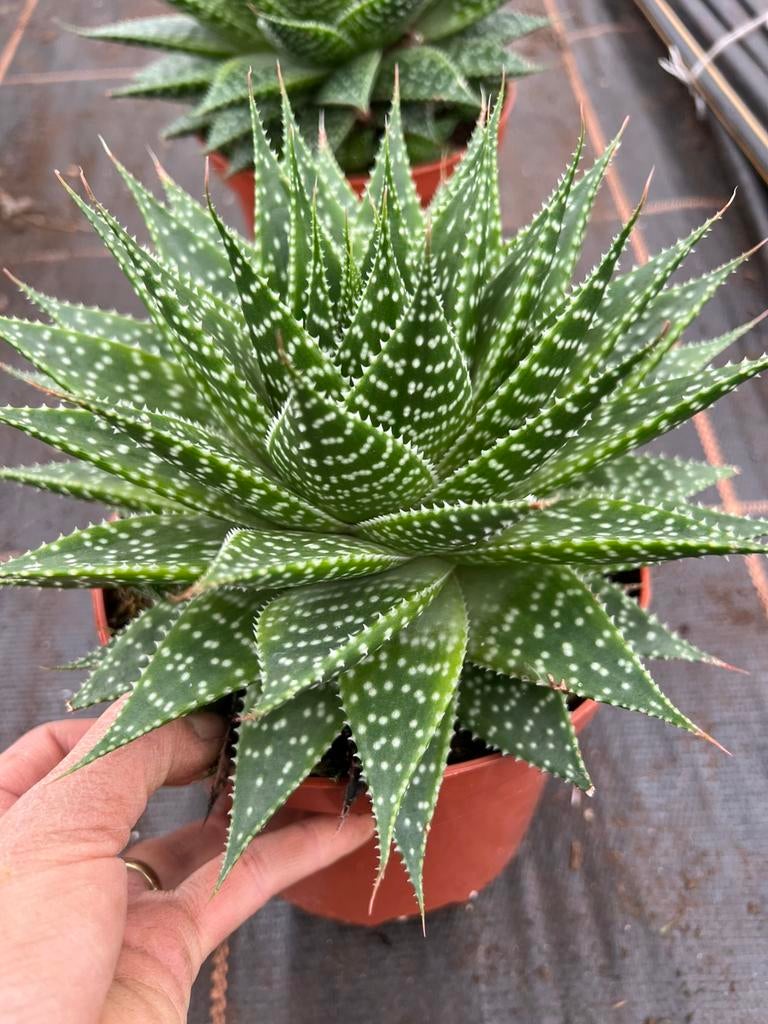 Aloe aristata pot19cm, Ophalen of Verzenden, Halfschaduw, Minder dan 100 cm
