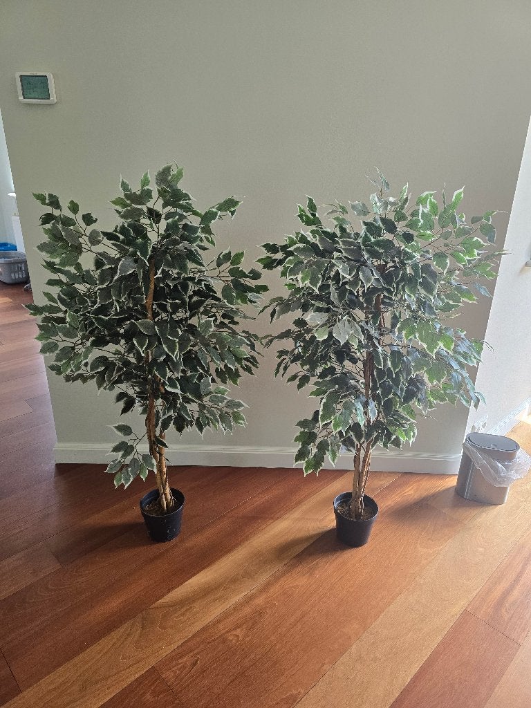 2 x Artificial Ficus Trees | Grote Kunstplanten / Kunstbomen, Ophalen, Groen, Onderhoudsvrij, Kunstplant