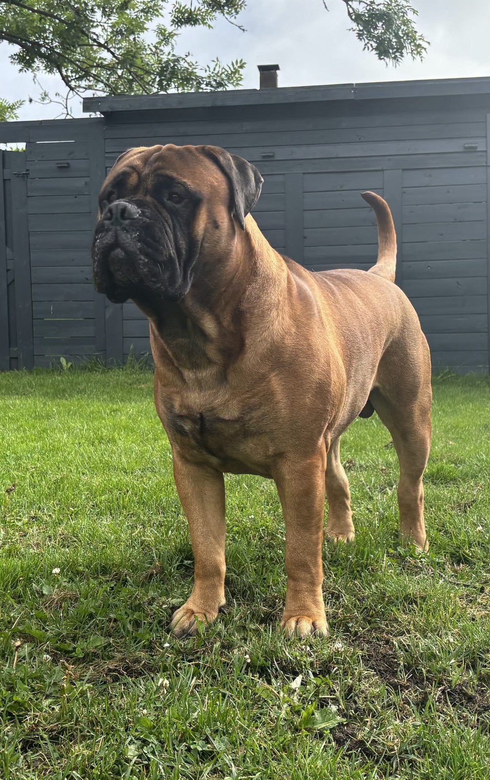 Bullmastiff dekreu, Dieren en Toebehoren, Reu, 1 tot 2 jaar, Parvo, Bulldog