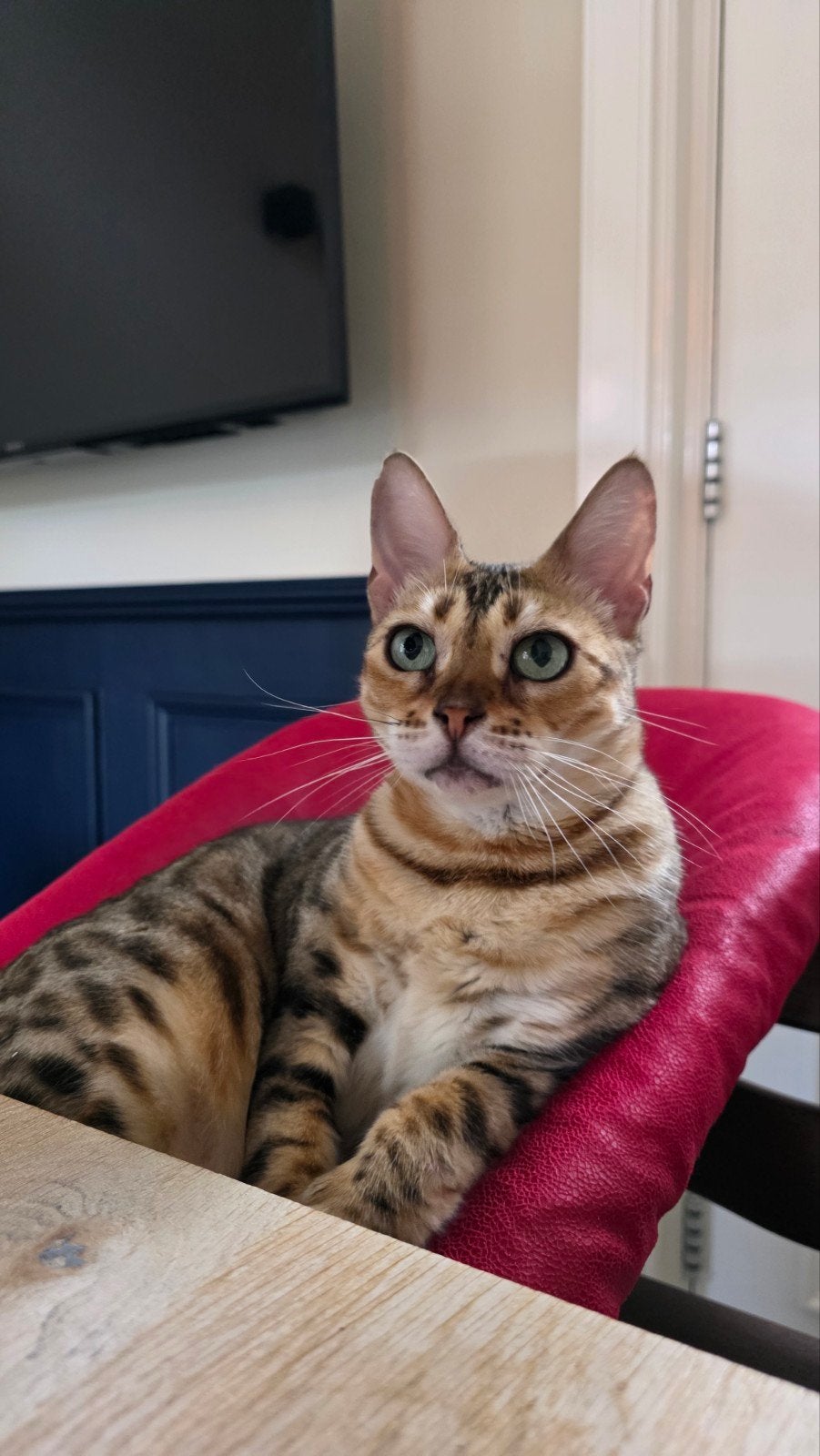 Binnenkat knuffelkat bengaal, Poes, 3 tot 5 jaar
