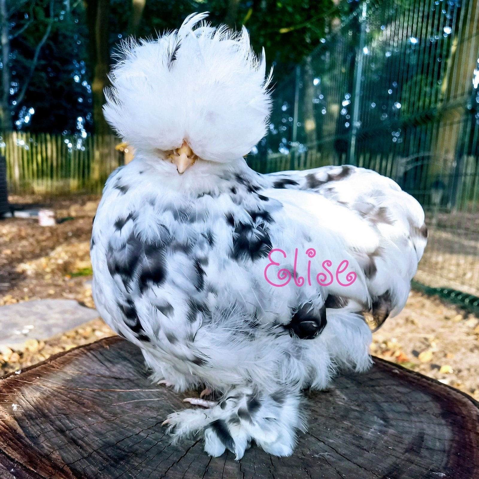 Broedeieren USA zijdehoen zijdehoenders mottled kippen, Geslacht onbekend, Kip