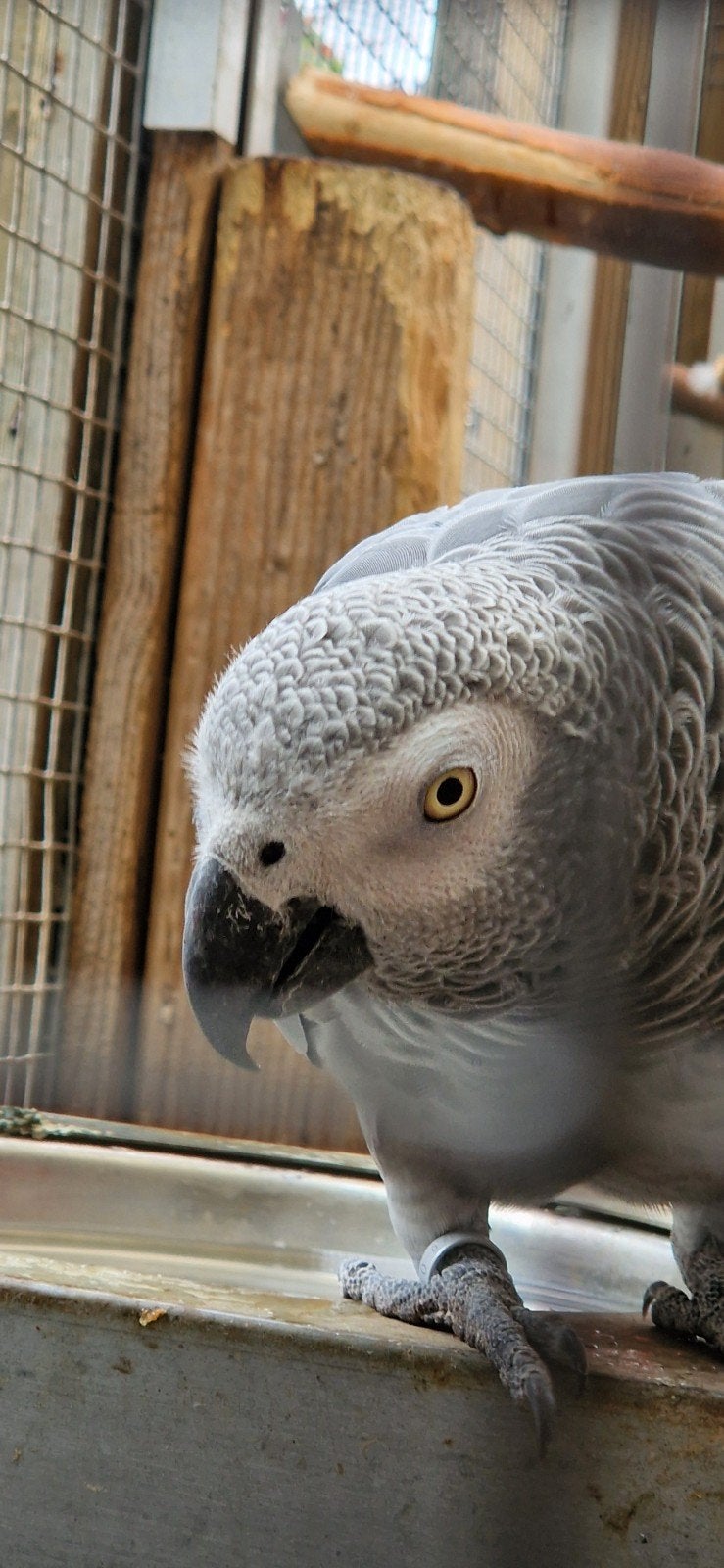 Grijze roodstaart, pionus bronsvleugel, roodbuikjes te koop, Dieren en Toebehoren, Vogels | Parkieten en Papegaaien, Meerdere dieren